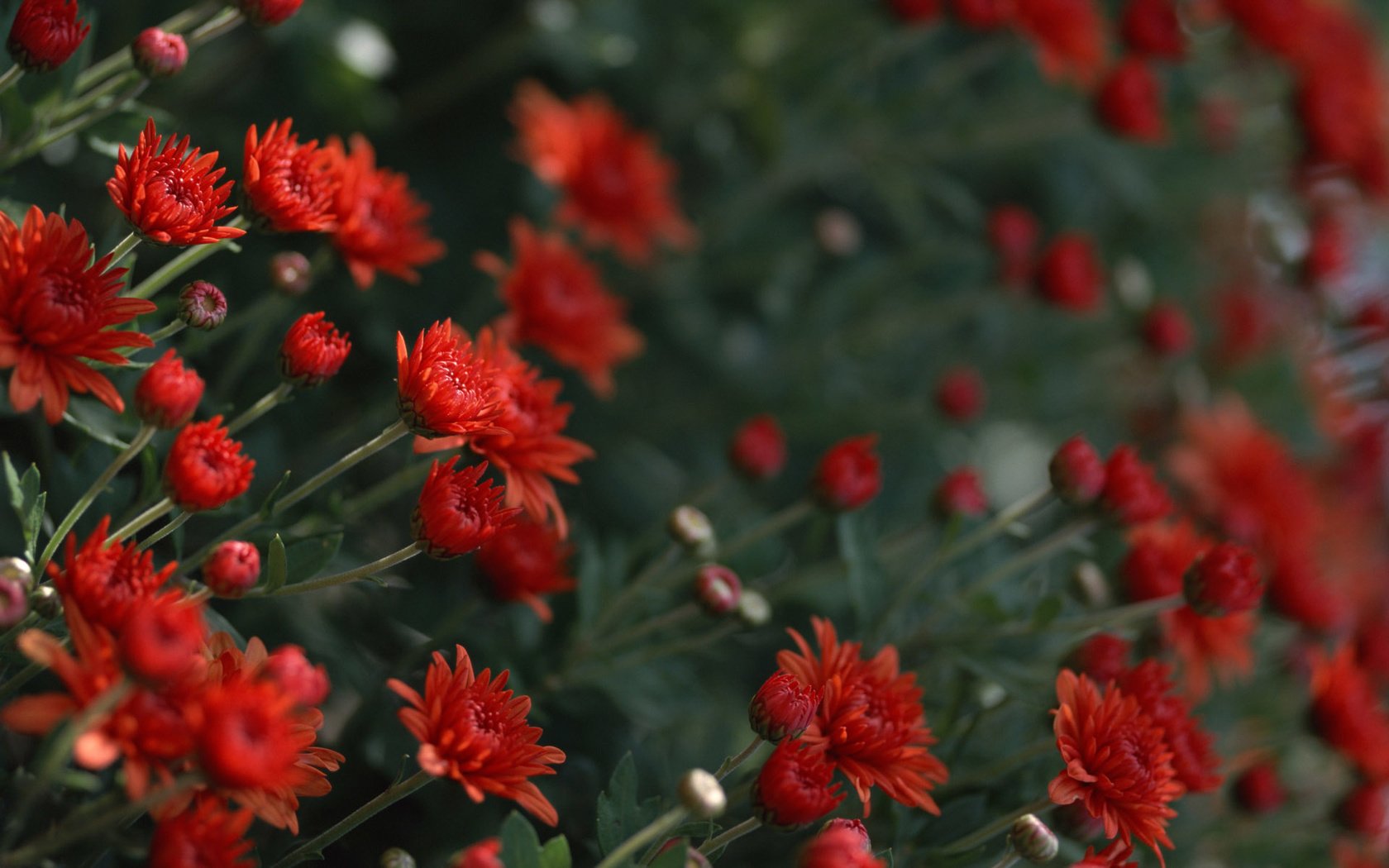 Обои цветы, красные, хризантемы, flowers, red, chrysanthemum разрешение 1920x1200 Загрузить