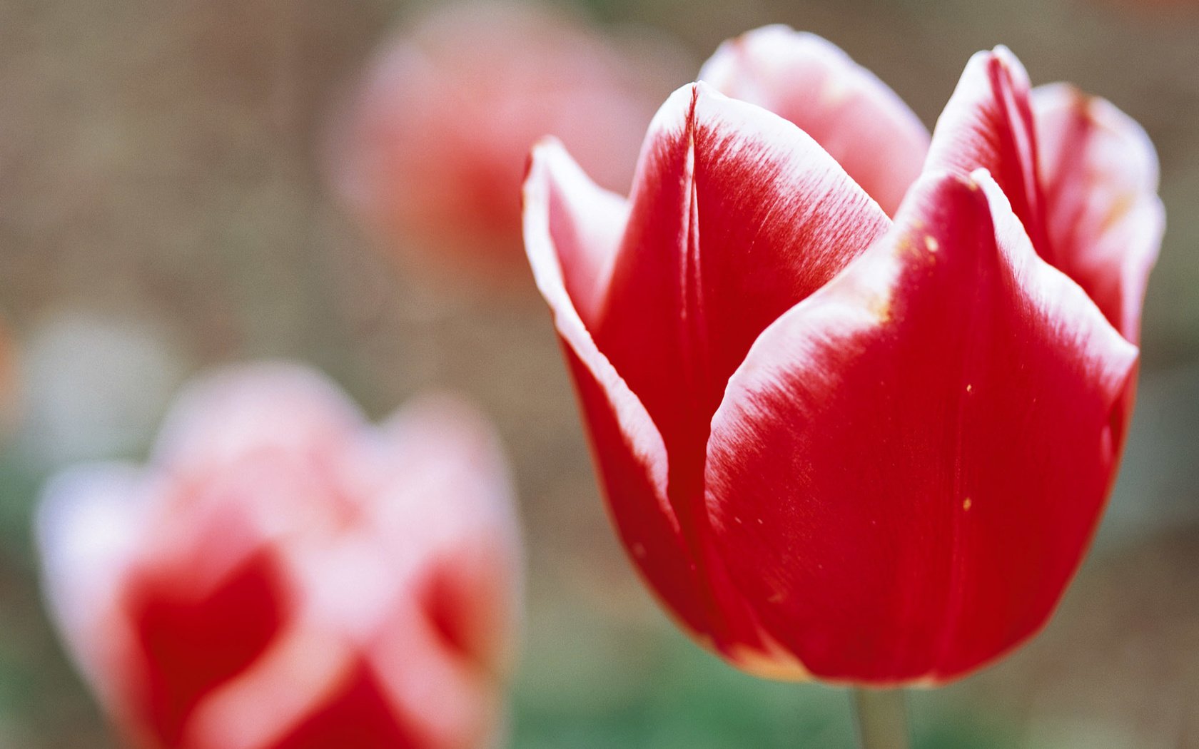 Обои цветы, тюльпаны, крупным планом, flowers, tulips, closeup разрешение 1920x1200 Загрузить