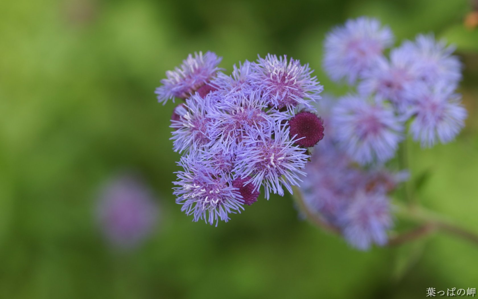 Обои цветы, размытость, агератум, flowers, blur, ageratum разрешение 1920x1200 Загрузить