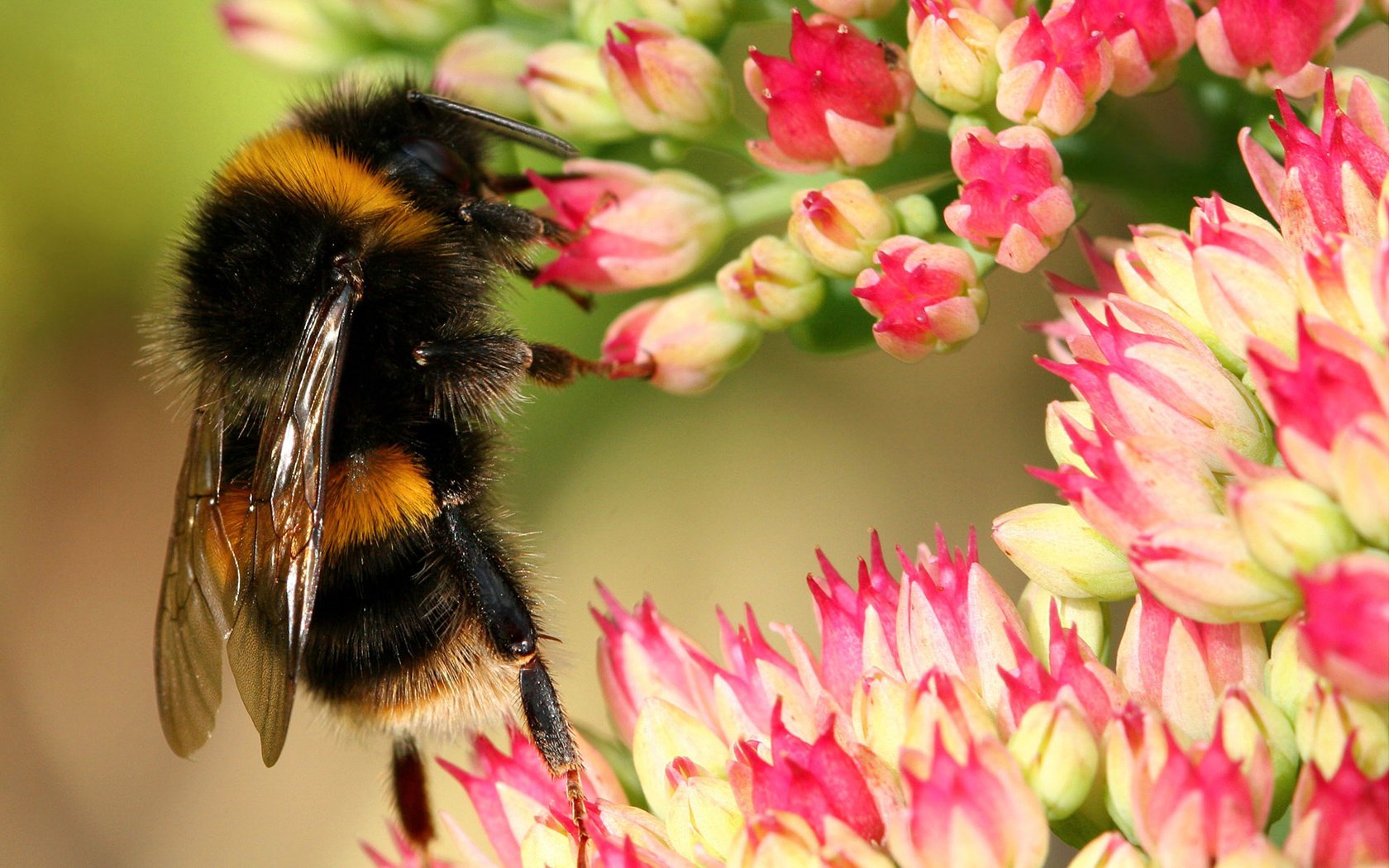 Обои цветы, макро, насекомые, пчела, шмель, flowers, macro, insects, bee, bumblebee разрешение 1920x1200 Загрузить