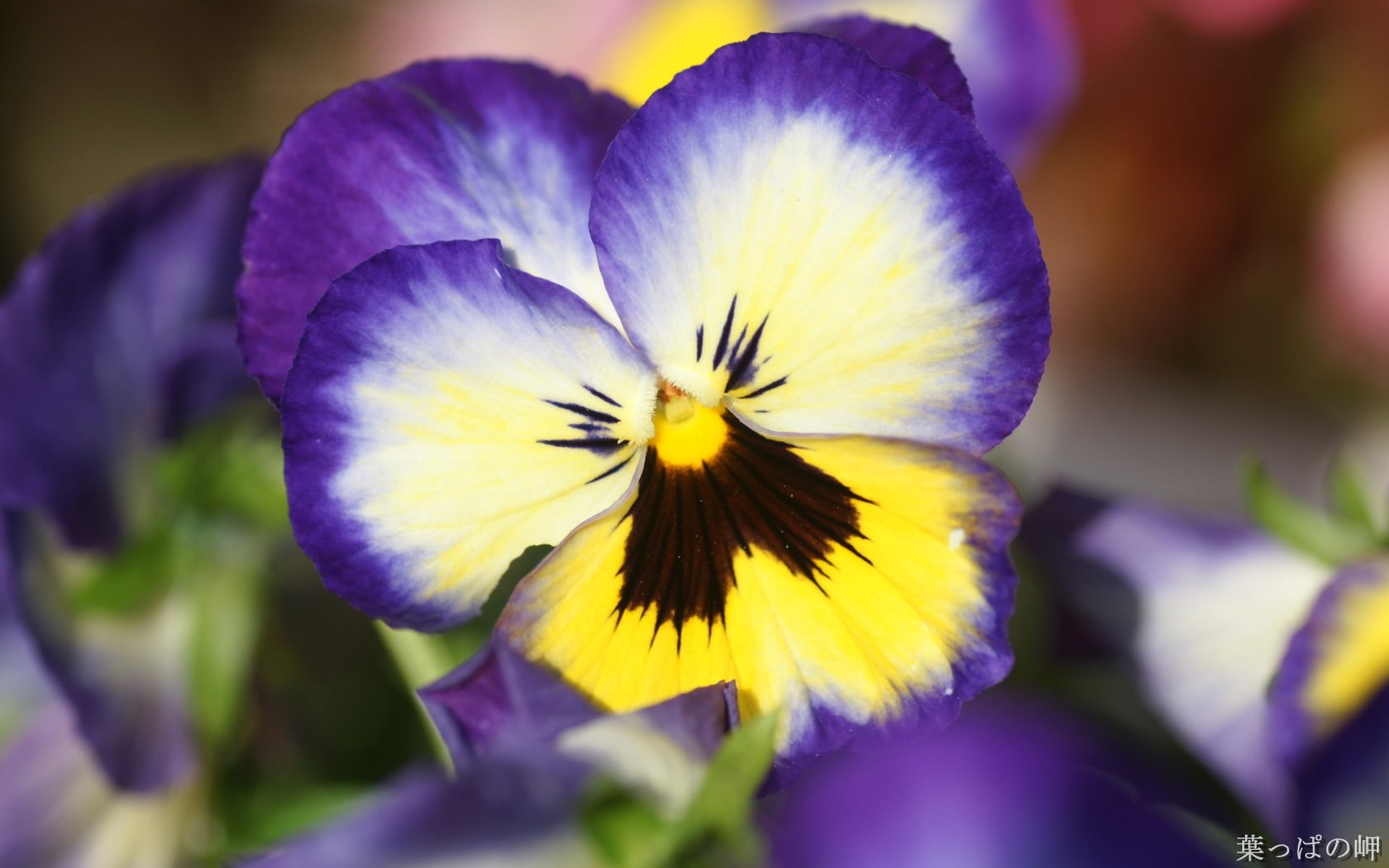 Обои цветы, лепестки, анютины глазки, фиалка, flowers, petals, pansy, violet разрешение 1920x1200 Загрузить