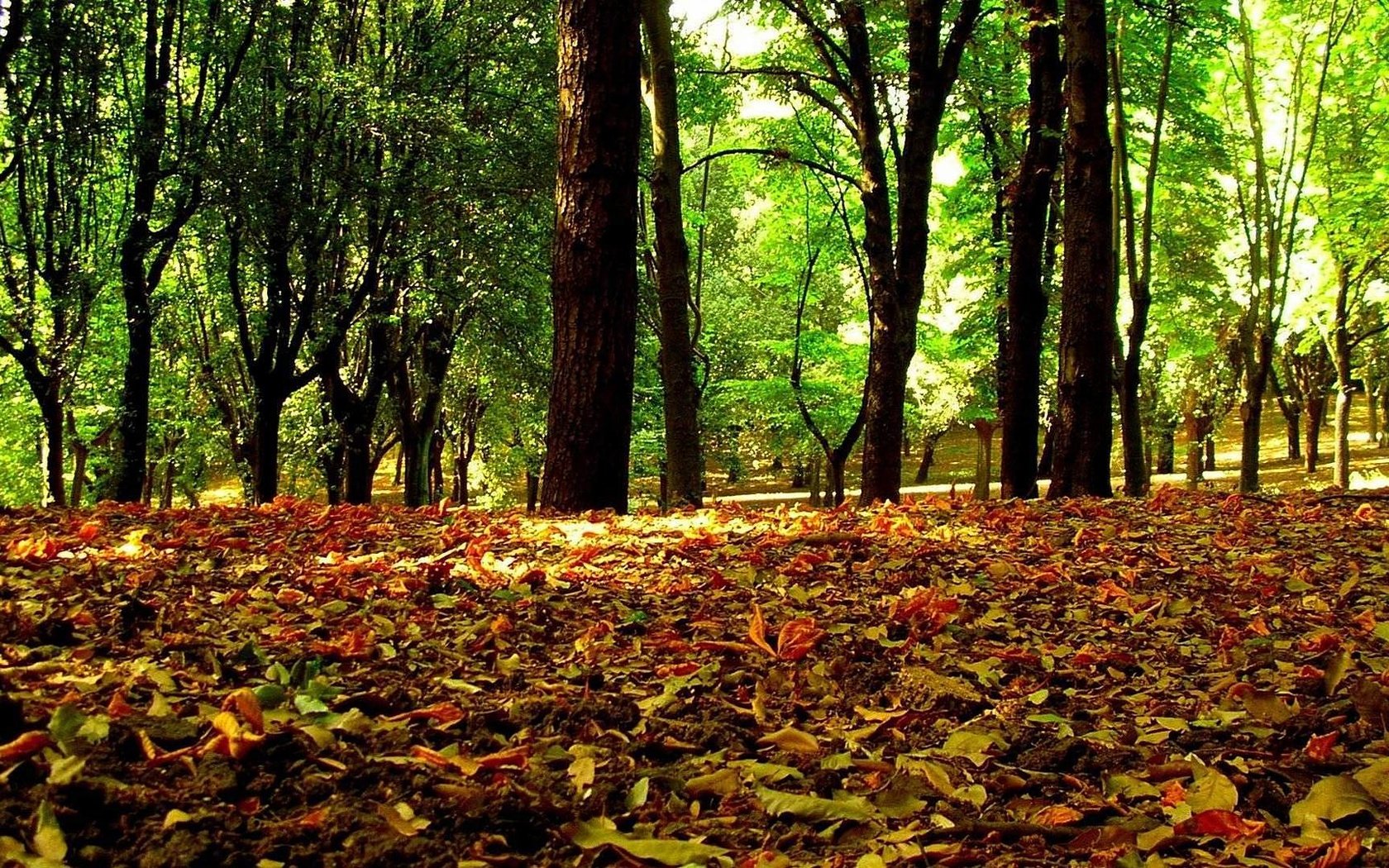 Обои деревья, листья, осень, осенние листья, trees, leaves, autumn, autumn leaves разрешение 1920x1080 Загрузить