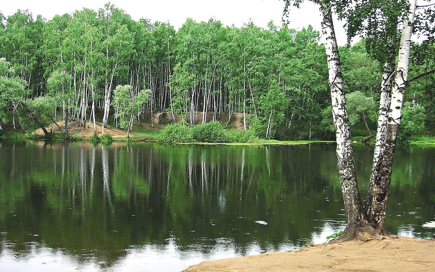 Обои озеро, лес, березы, lake, forest, birch разрешение 1920x1080 Загрузить
