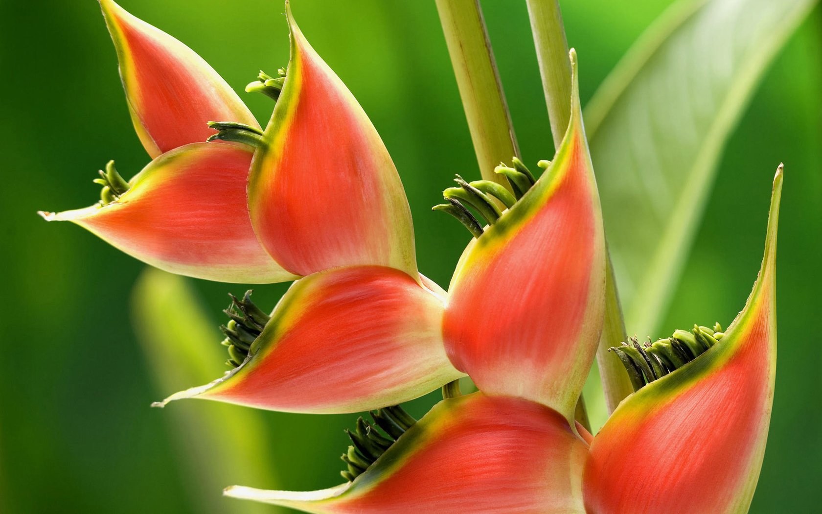 Обои цветок, растение, геликония, flower, plant, heliconia разрешение 1920x1200 Загрузить