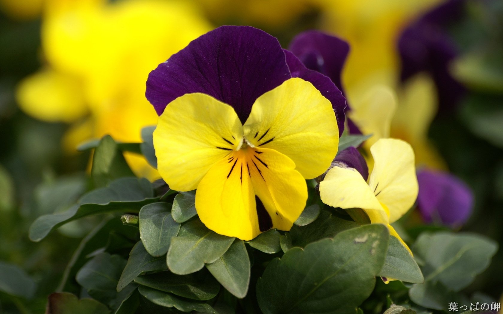 Обои цветы, анютины глазки, фиалки, садовые, flowers, pansy, violet, garden разрешение 1920x1200 Загрузить