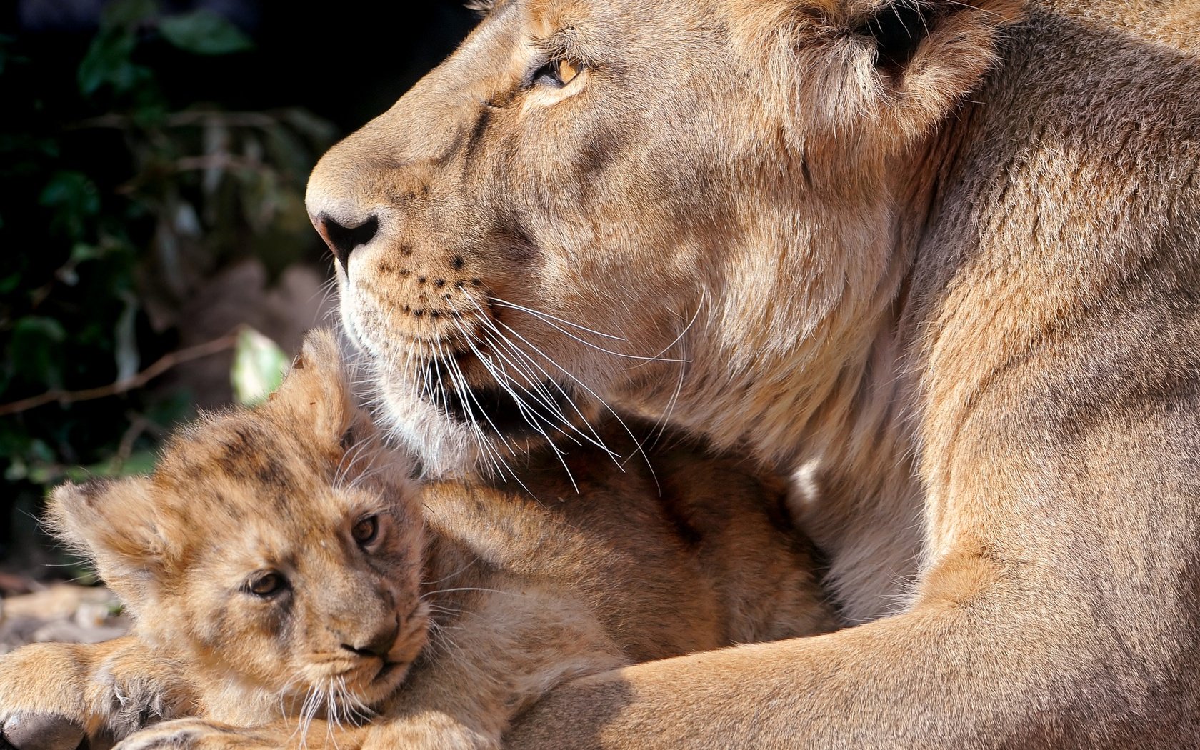 Обои львы, забота, хищники, львица, львёнок, детеныш, lions, care, predators, lioness, lion, cub разрешение 1920x1440 Загрузить