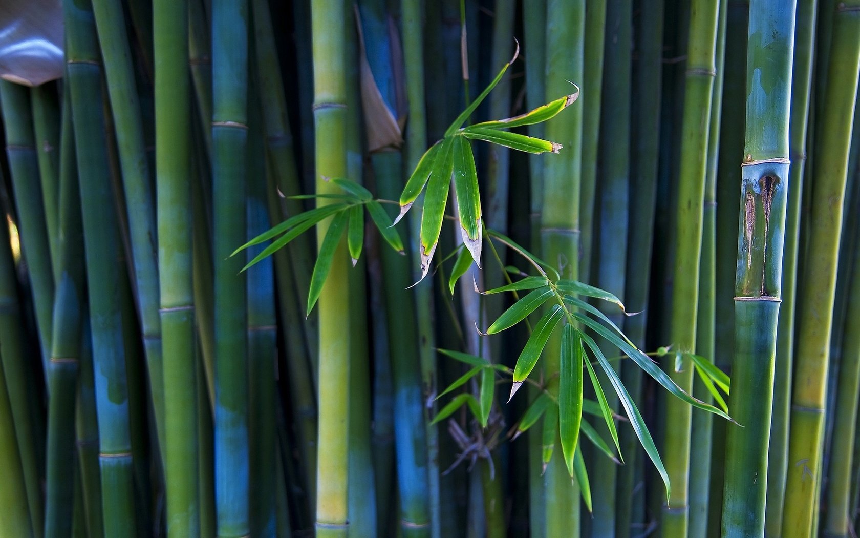 Обои бамбук, стебли, bamboo, stems разрешение 1920x1080 Загрузить