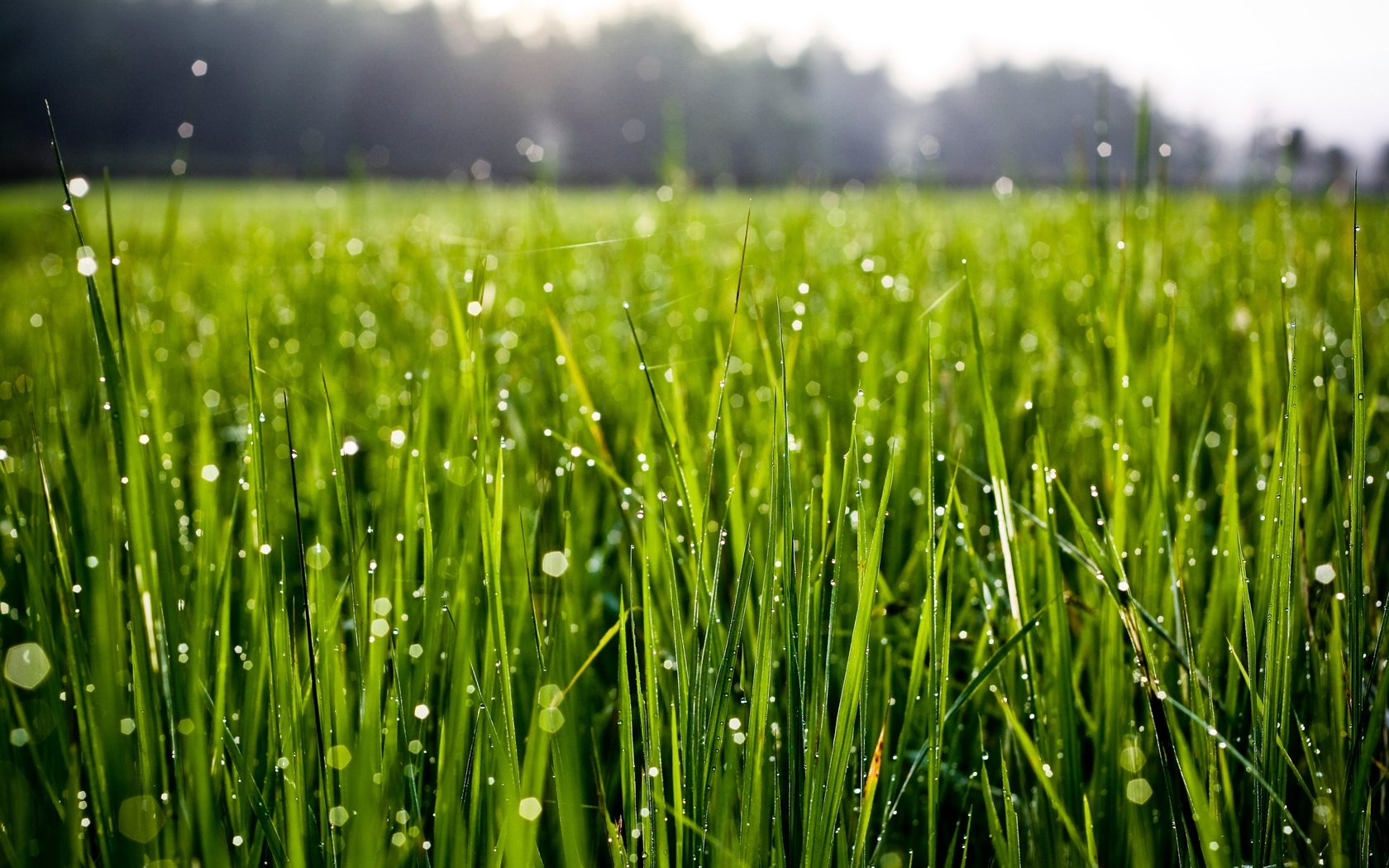 Обои трава, природа, зелень, роса, капли, grass, nature, greens, rosa, drops разрешение 2560x1600 Загрузить