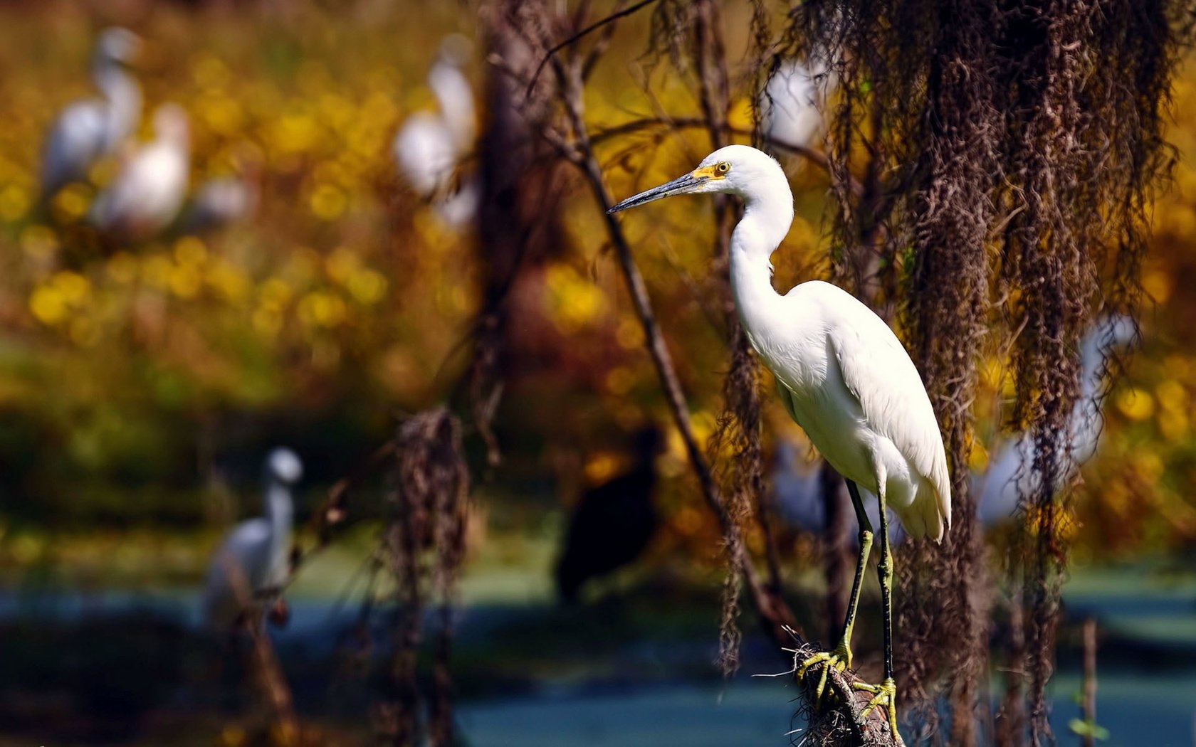 Обои фон, ветки, птицы, птица, цапля, белая цапля, background, branches, birds, bird, heron, white egret разрешение 1920x1200 Загрузить