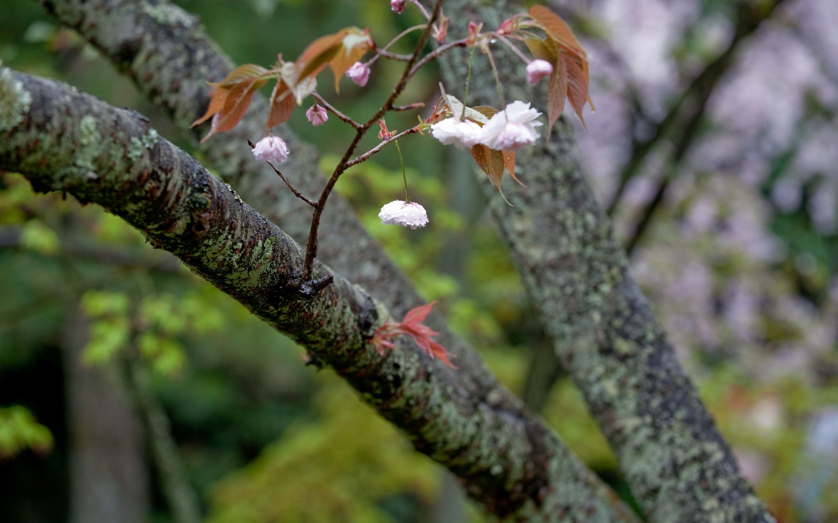 Обои дерево, цветение, ветки, весна, tree, flowering, branches, spring разрешение 2560x1600 Загрузить