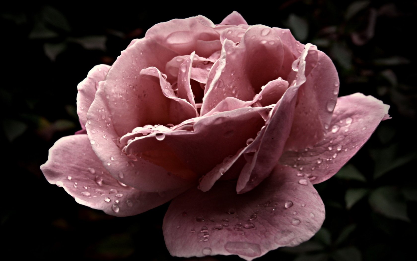 Обои цветок, капли, роза, крупный план, розовая, flower, drops, rose, close-up, pink разрешение 1920x1200 Загрузить