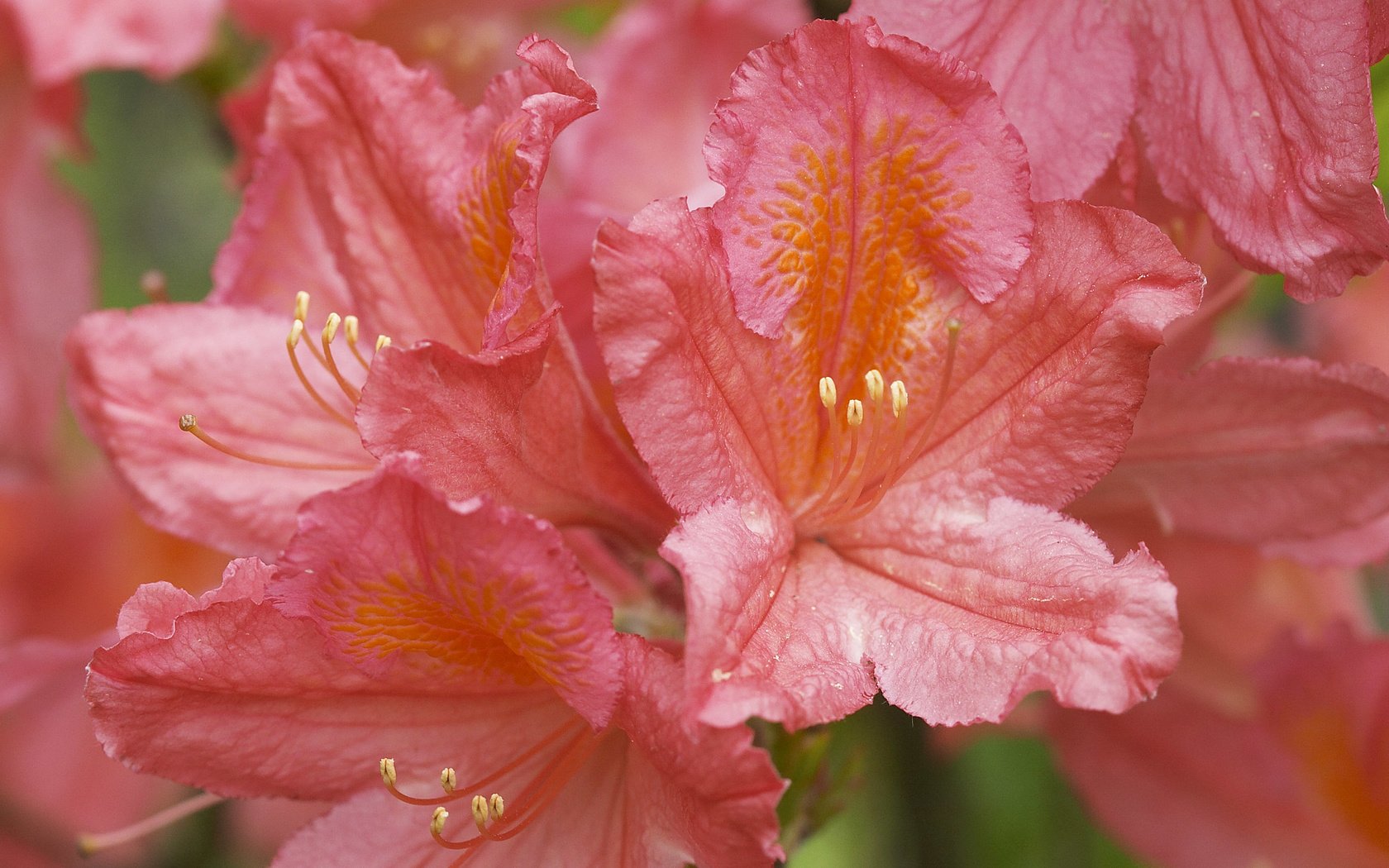 Обои цветы, азалия, рододендрон, flowers, azalea, rhododendron разрешение 2560x1600 Загрузить