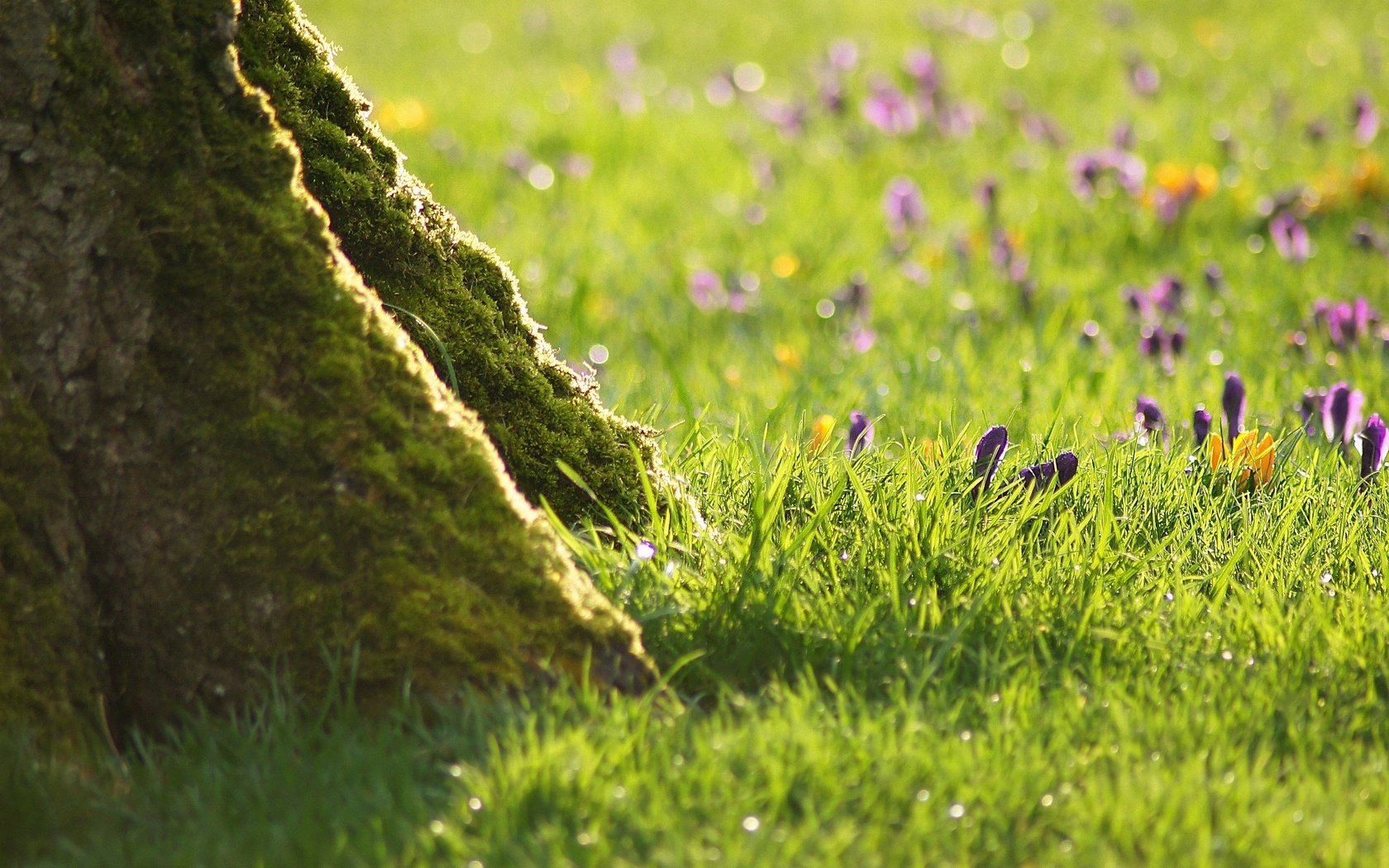 Обои цветы, трава, дерево, зелёный, flowers, grass, tree, green разрешение 2470x1600 Загрузить