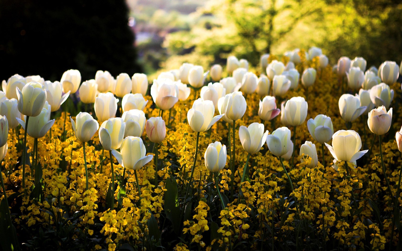 Обои свет, тюльпаны, цветы, белые, солнце, желтые, цвета, сквер, парк, клумба, блики, размытость, весна, light, tulips, flowers, white, the sun, yellow, color, square, park, flowerbed, glare, blur, spring разрешение 1920x1080 Загрузить