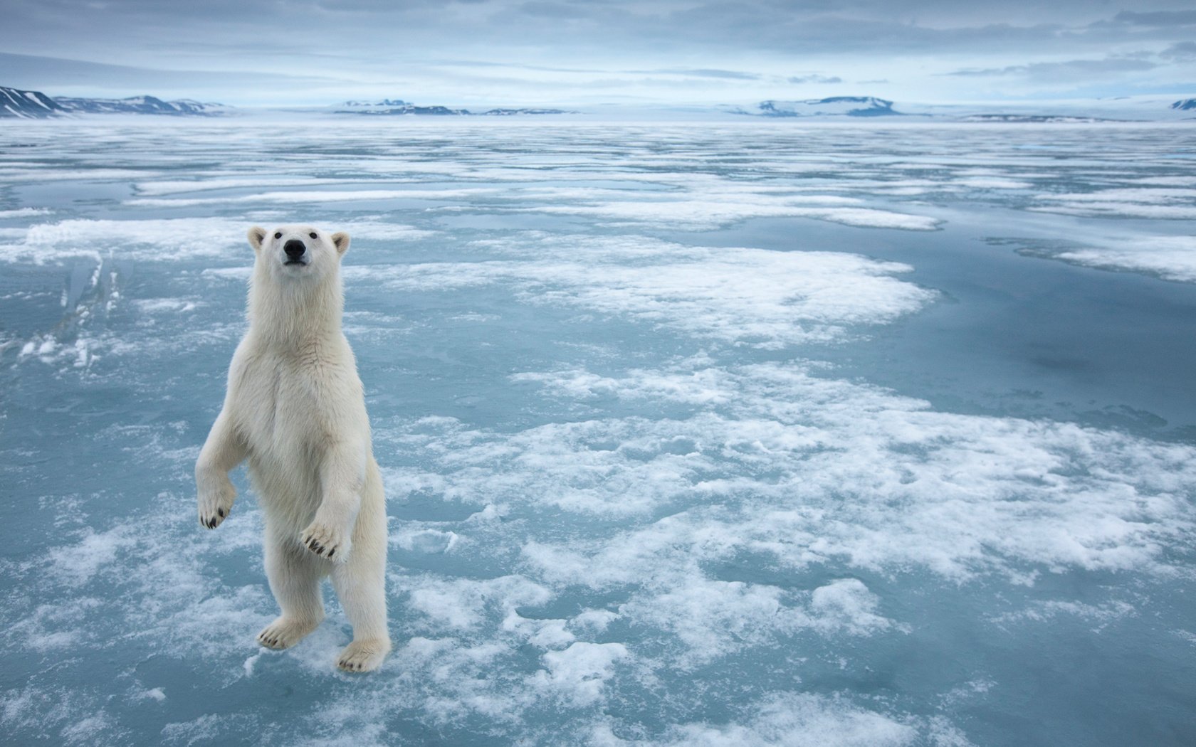 Обои снег, полярный медведь, медведь, лёд, белый медведь, snow, polar bear, bear, ice разрешение 1920x1200 Загрузить