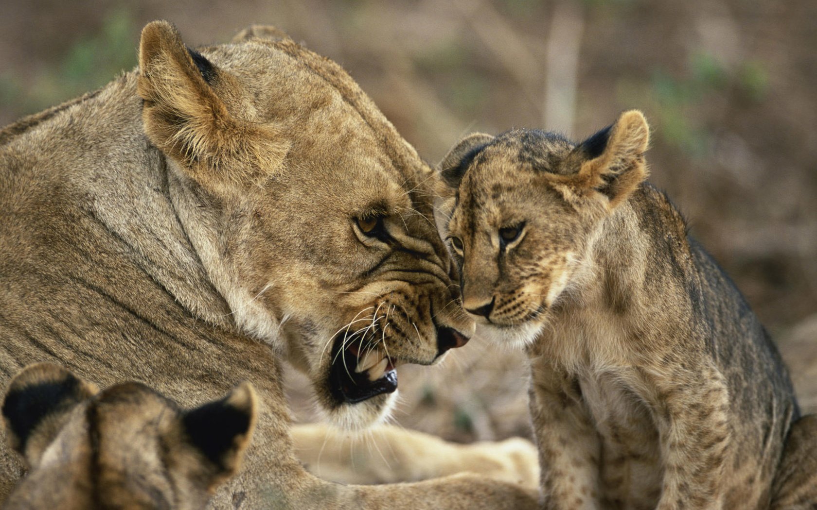 Обои животные, львы, лев, львица, львёнок, animals, lions, leo, lioness, lion разрешение 1920x1200 Загрузить