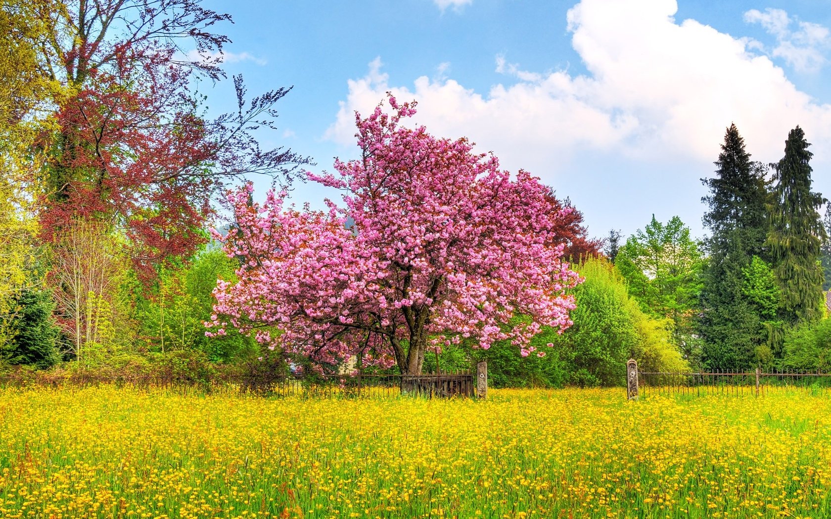 Обои небо, деревья, природа, цветение, поле, весна, вишневое дерево, the sky, trees, nature, flowering, field, spring, cherry tree разрешение 1920x1200 Загрузить