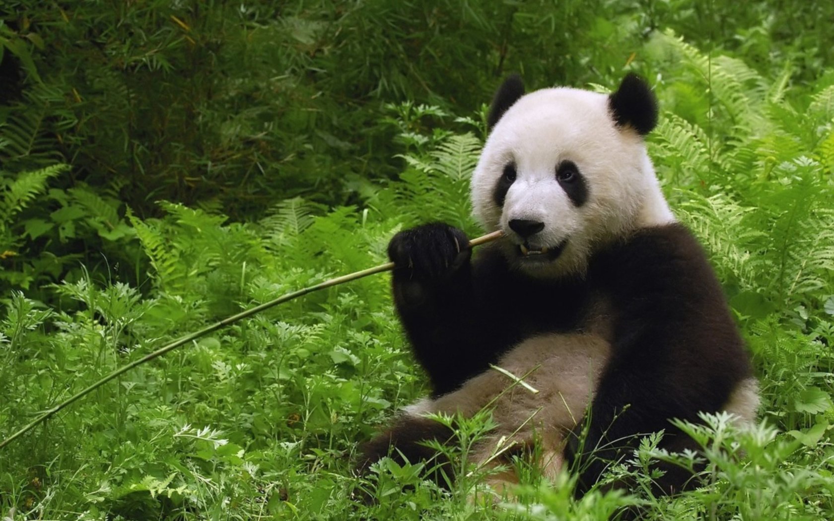 Обои панда, бамбуковый медведь, большая панда, panda, bamboo bear, the giant panda разрешение 2000x1500 Загрузить