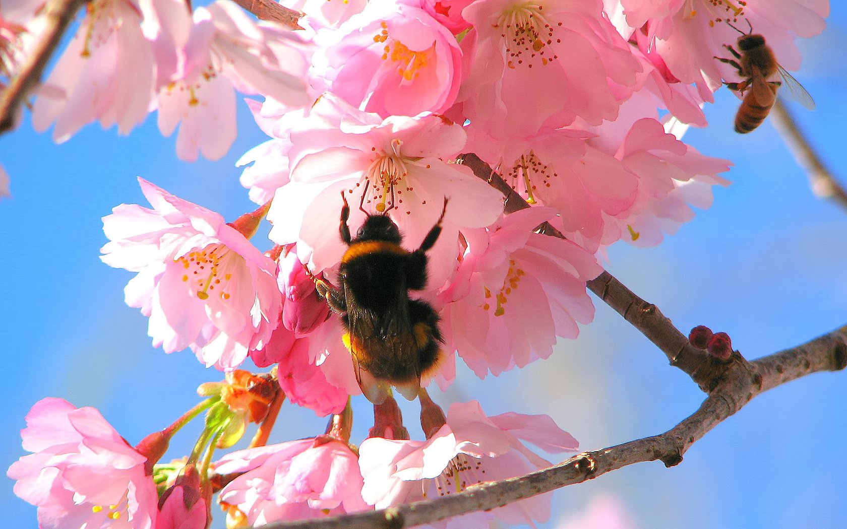 Обои цветение, весна, яблоня, шмель, flowering, spring, apple, bumblebee разрешение 1920x1200 Загрузить