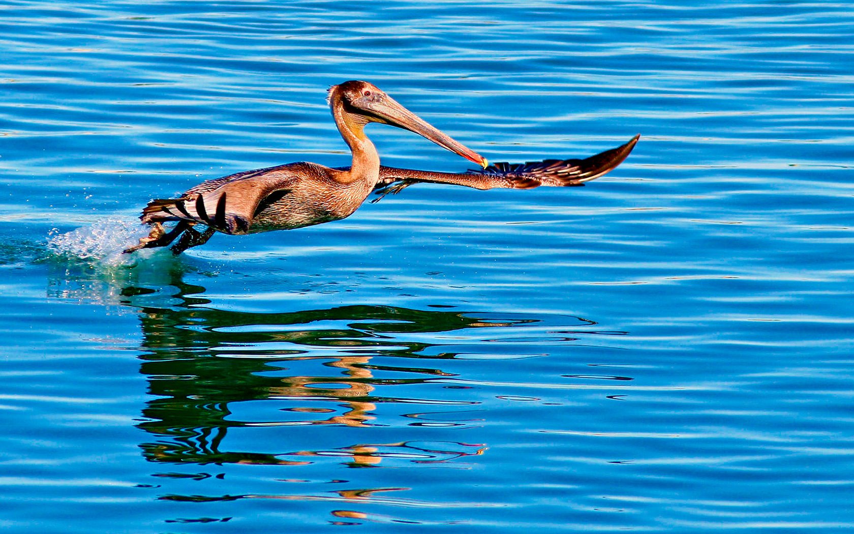 Обои вода, отражение, полет, птица, пеликан, water, reflection, flight, bird, pelican разрешение 1920x1080 Загрузить