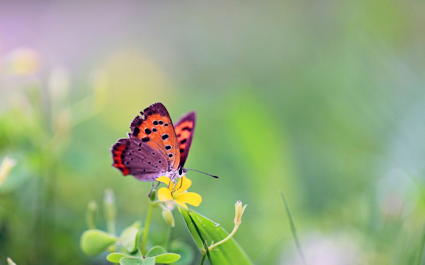 Обои бабочка, butterfly разрешение 1920x1200 Загрузить