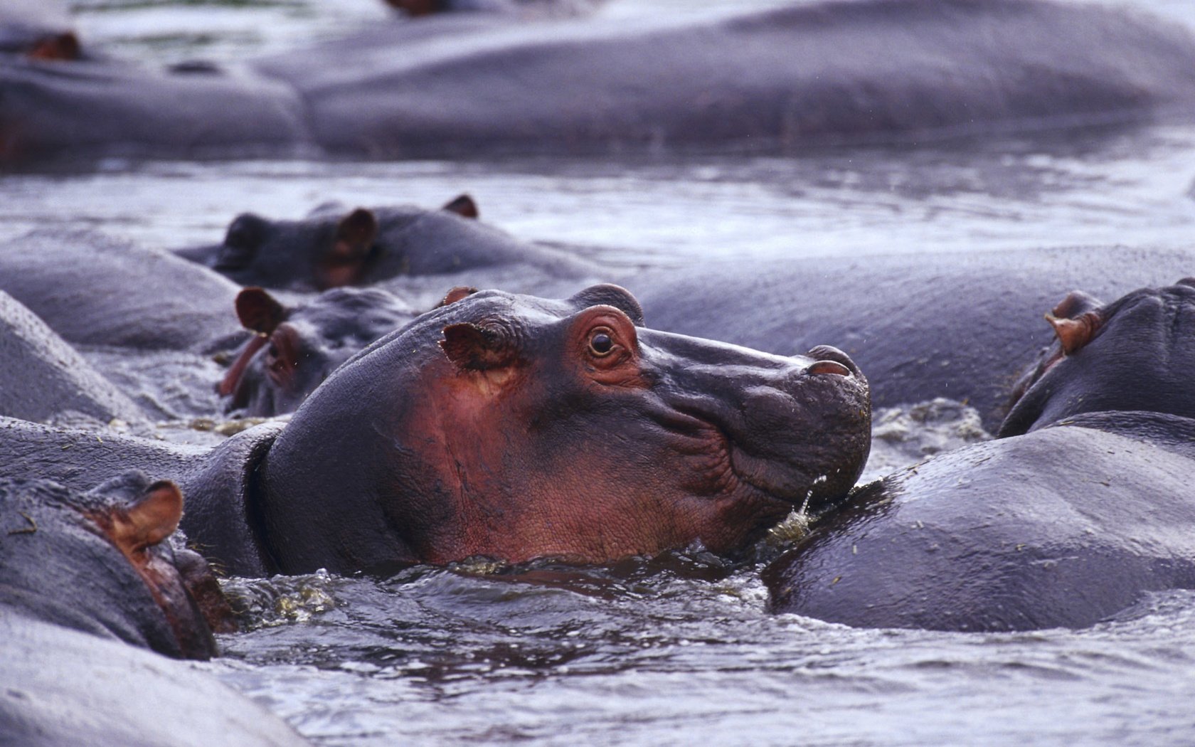 Обои животные, дикая природа, бегемот, в воде, бегемоты, гиппопотам, animals, wildlife, hippo, in the water, hippos разрешение 1920x1200 Загрузить