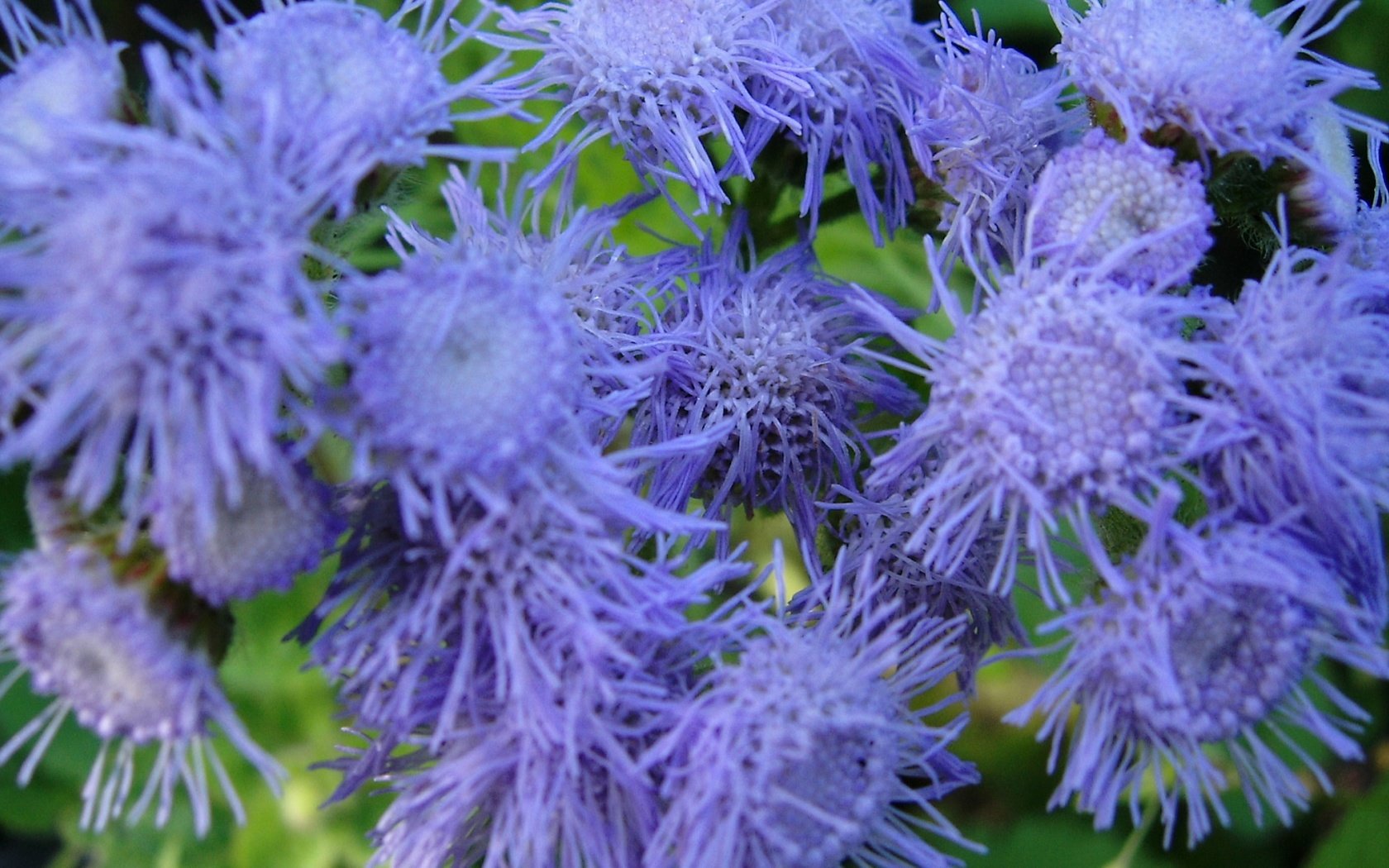 Обои цветы, крупным планом, агератум, flowers, closeup, ageratum разрешение 1920x1080 Загрузить