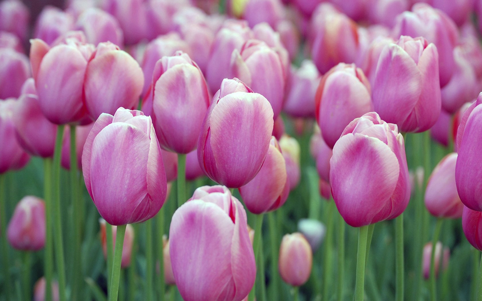 Обои бутоны, тюльпаны, buds, tulips разрешение 1920x1080 Загрузить
