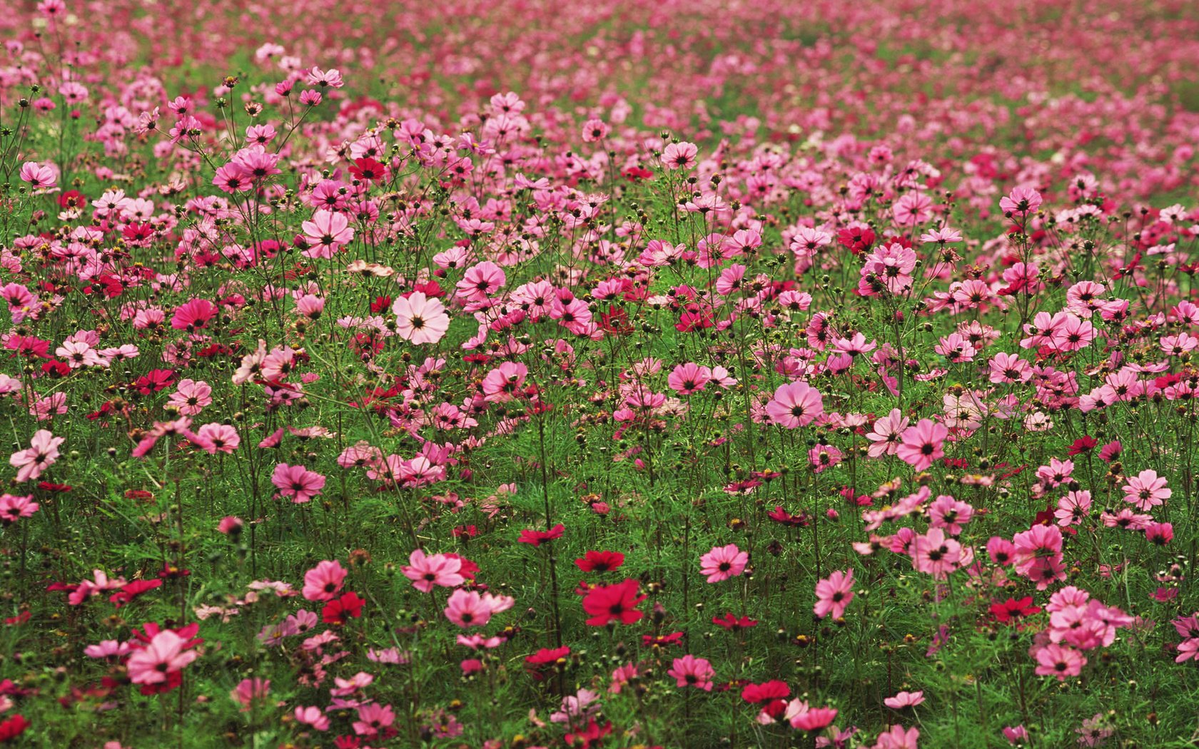 Обои цветы, розовые, много, космея, flowers, pink, a lot, kosmeya разрешение 2560x1920 Загрузить