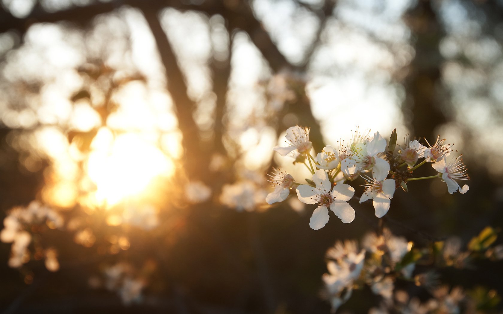 Обои природа, цветение, ветки, размытость, весна, nature, flowering, branches, blur, spring разрешение 1920x1200 Загрузить