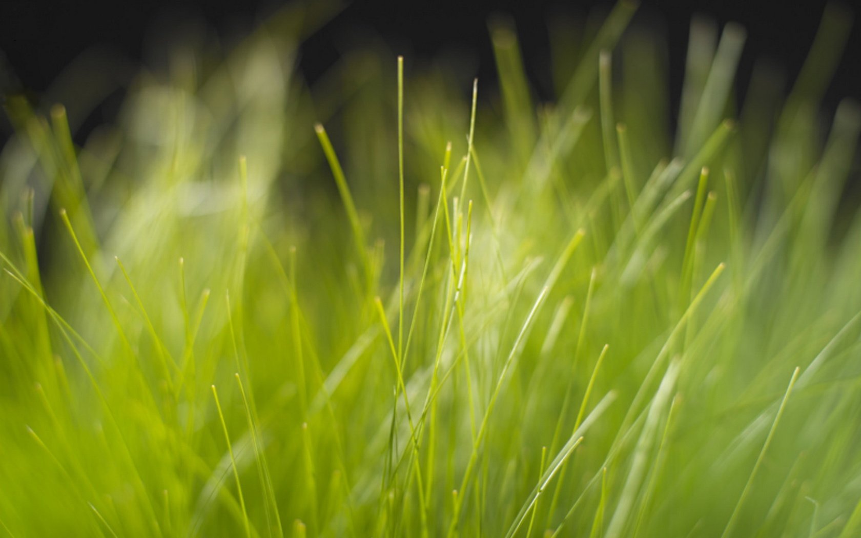 Обои трава, природа, зелень, размытость, grass, nature, greens, blur разрешение 1920x1200 Загрузить