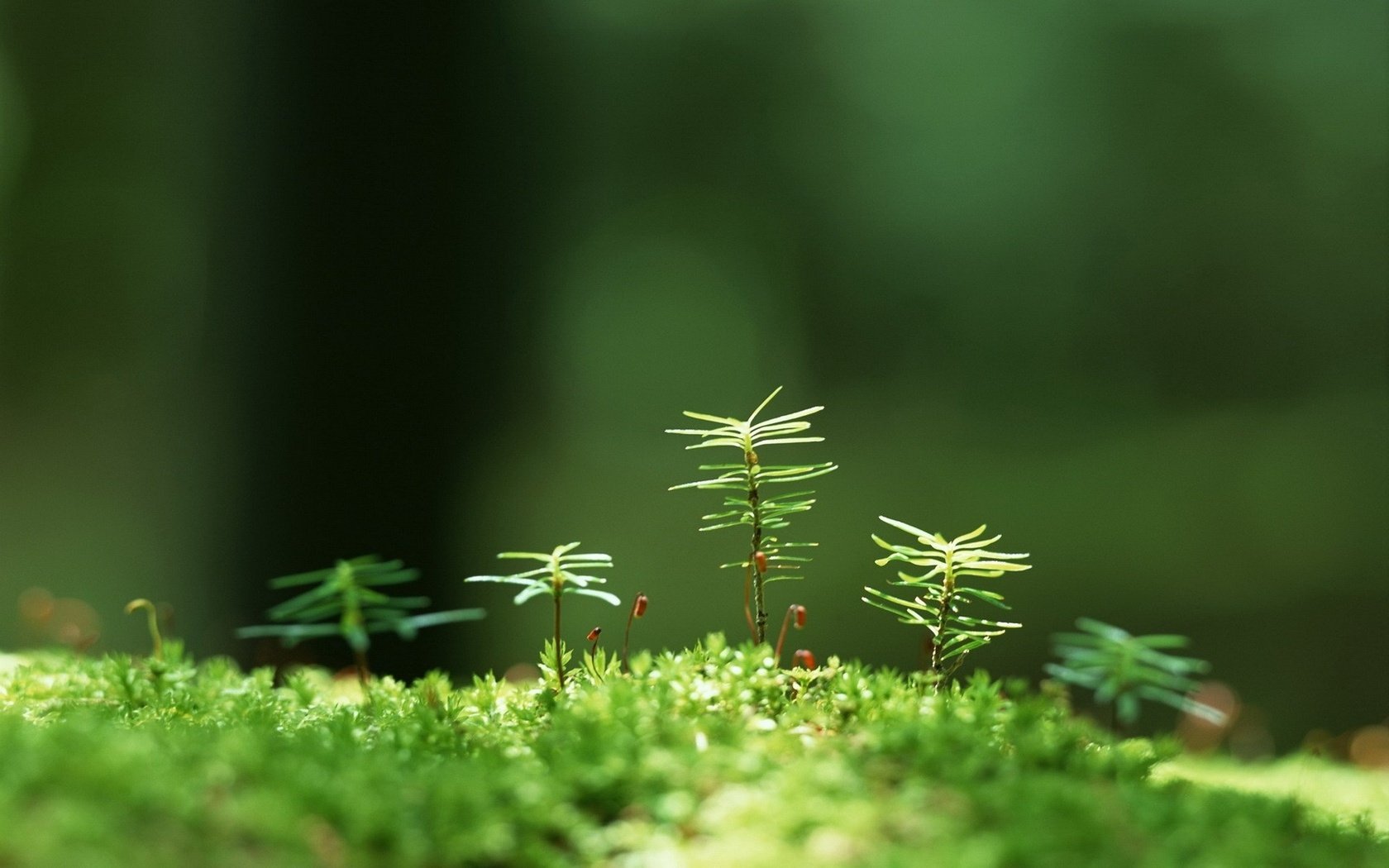 Обои трава, растения, макро, размытость, мох, росток, grass, plants, macro, blur, moss, rostock разрешение 1920x1200 Загрузить