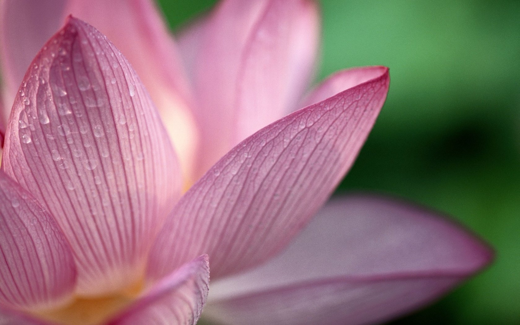 Обои цветок, капли, лепестки, лотос, best wallpapers, flower, drops, petals, lotus разрешение 1920x1200 Загрузить