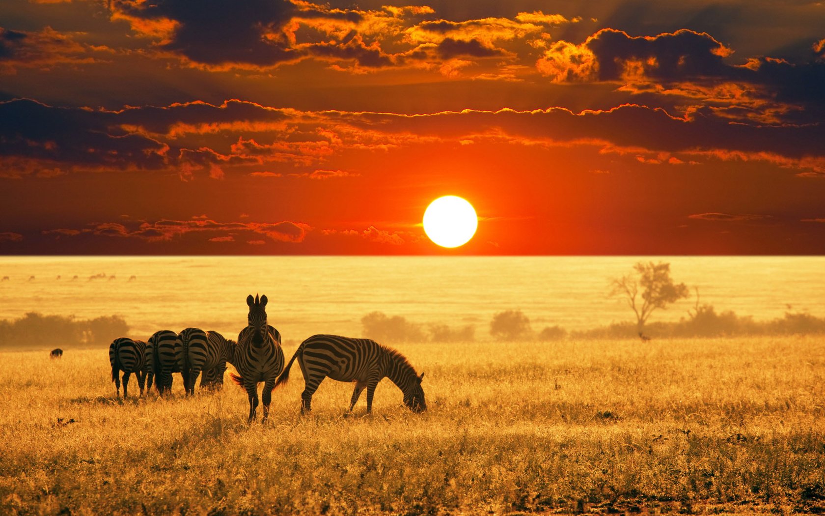Обои африка, саванна, зебры, природа дикая, africa, savannah, zebra разрешение 1920x1200 Загрузить