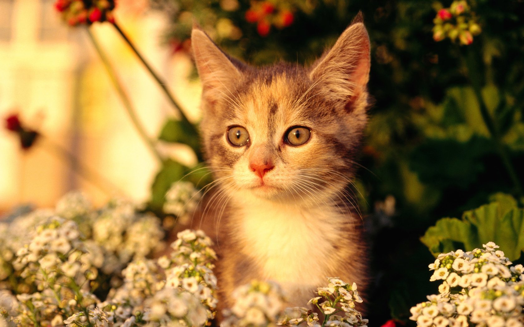 Обои цветы, кот, мордочка, кошка, взгляд, котенок, flowers, cat, muzzle, look, kitty разрешение 1920x1200 Загрузить
