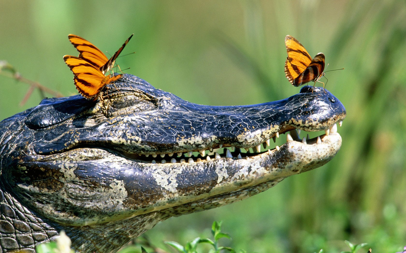 Обои зубы, бабочки, крокодил, пасть, teeth, butterfly, crocodile, mouth разрешение 1920x1080 Загрузить