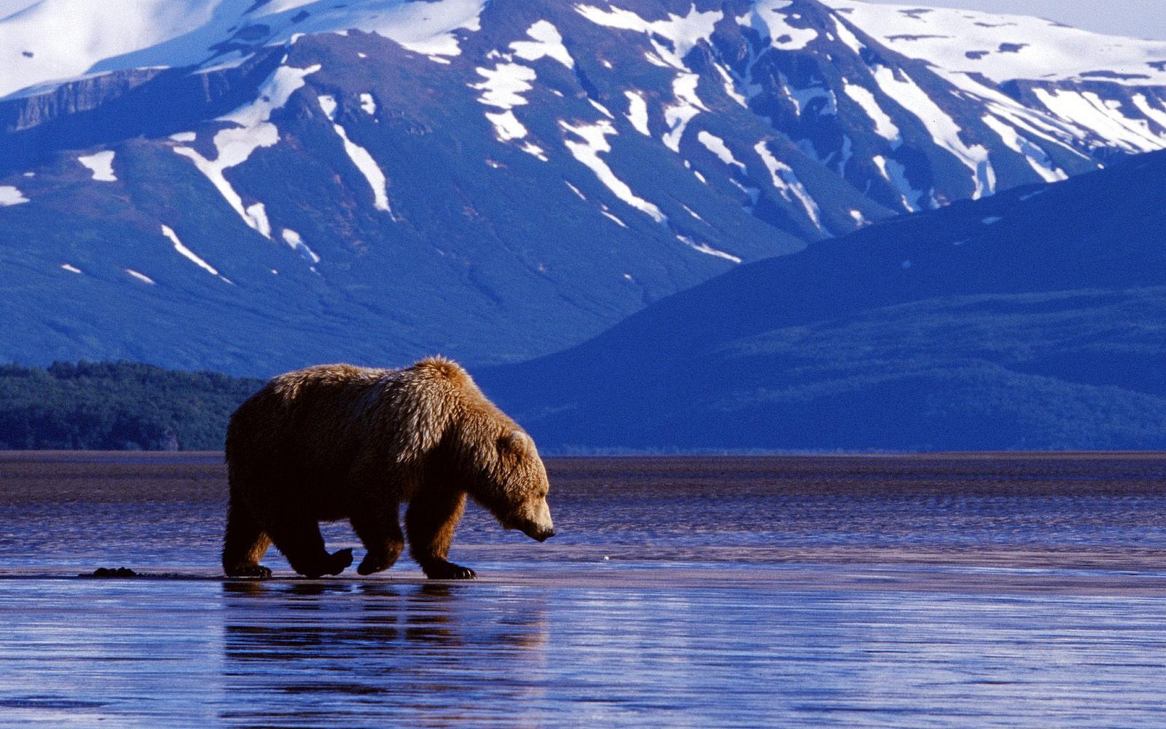 Обои морда, вода, горы, фон, лапы, медведь, face, water, mountains, background, paws, bear разрешение 1920x1200 Загрузить