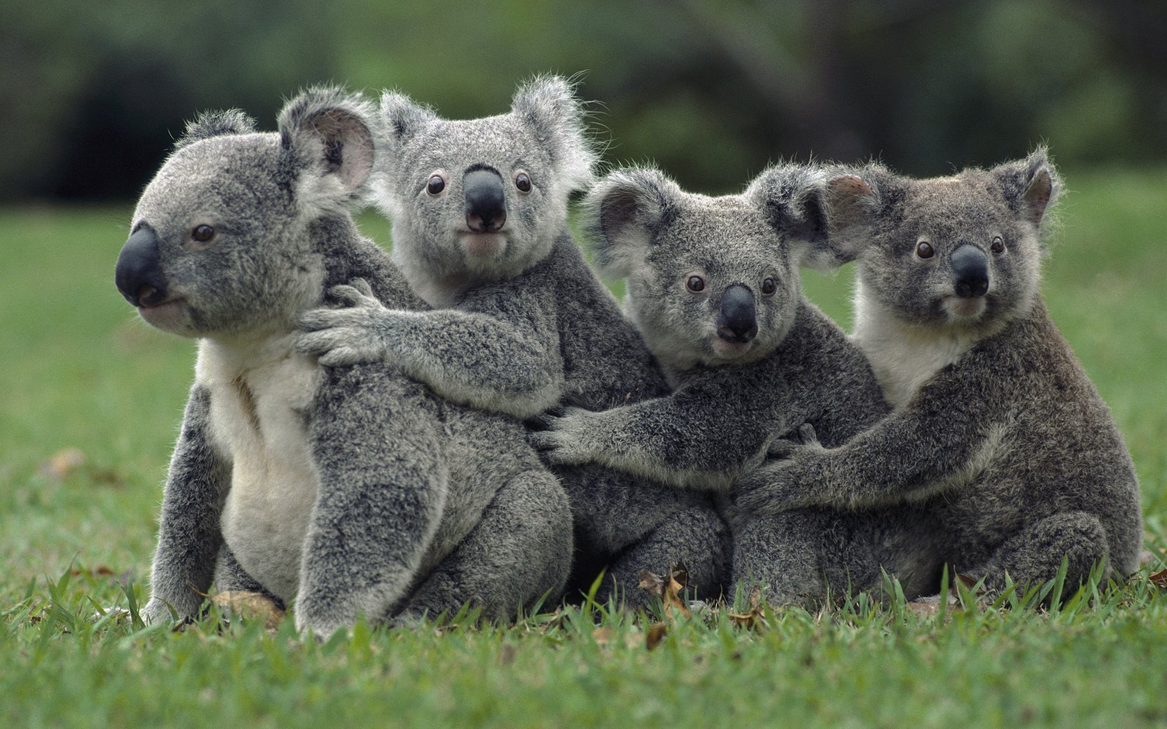 Обои трава, природа, животные, коала, сумчатые медведи, животно е, grass, nature, animals, koala, marsupials bears разрешение 1920x1080 Загрузить