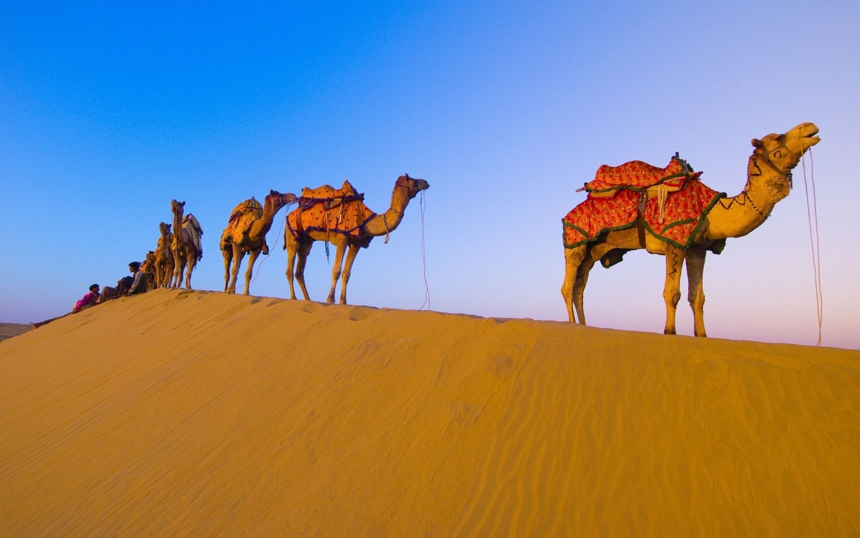 Обои пустыня, караван, верблюды, desert, caravan, camels разрешение 1920x1080 Загрузить