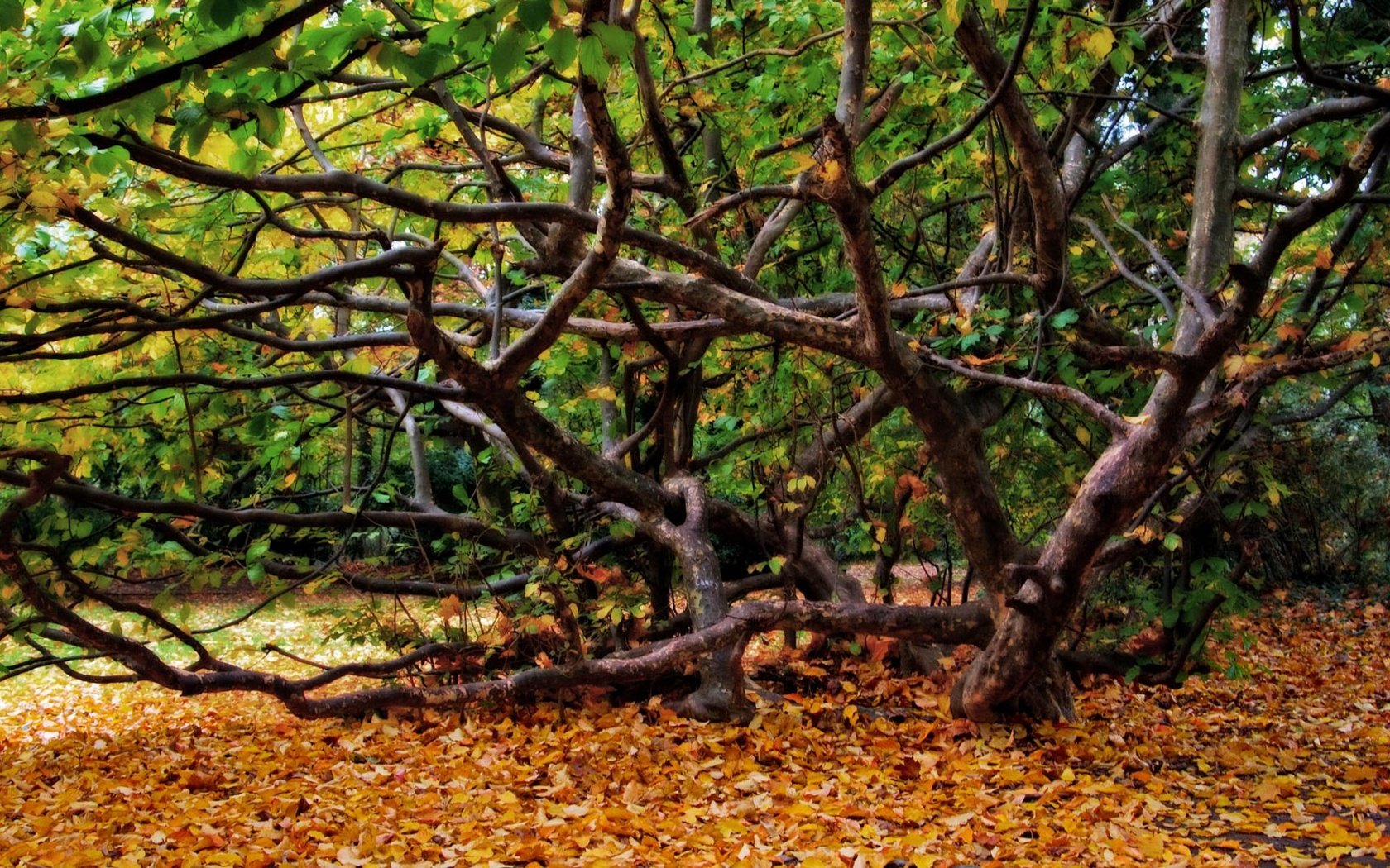 Обои деревья, природа, дерево, листья, пейзаж, осень, trees, nature, tree, leaves, landscape, autumn разрешение 2048x1280 Загрузить