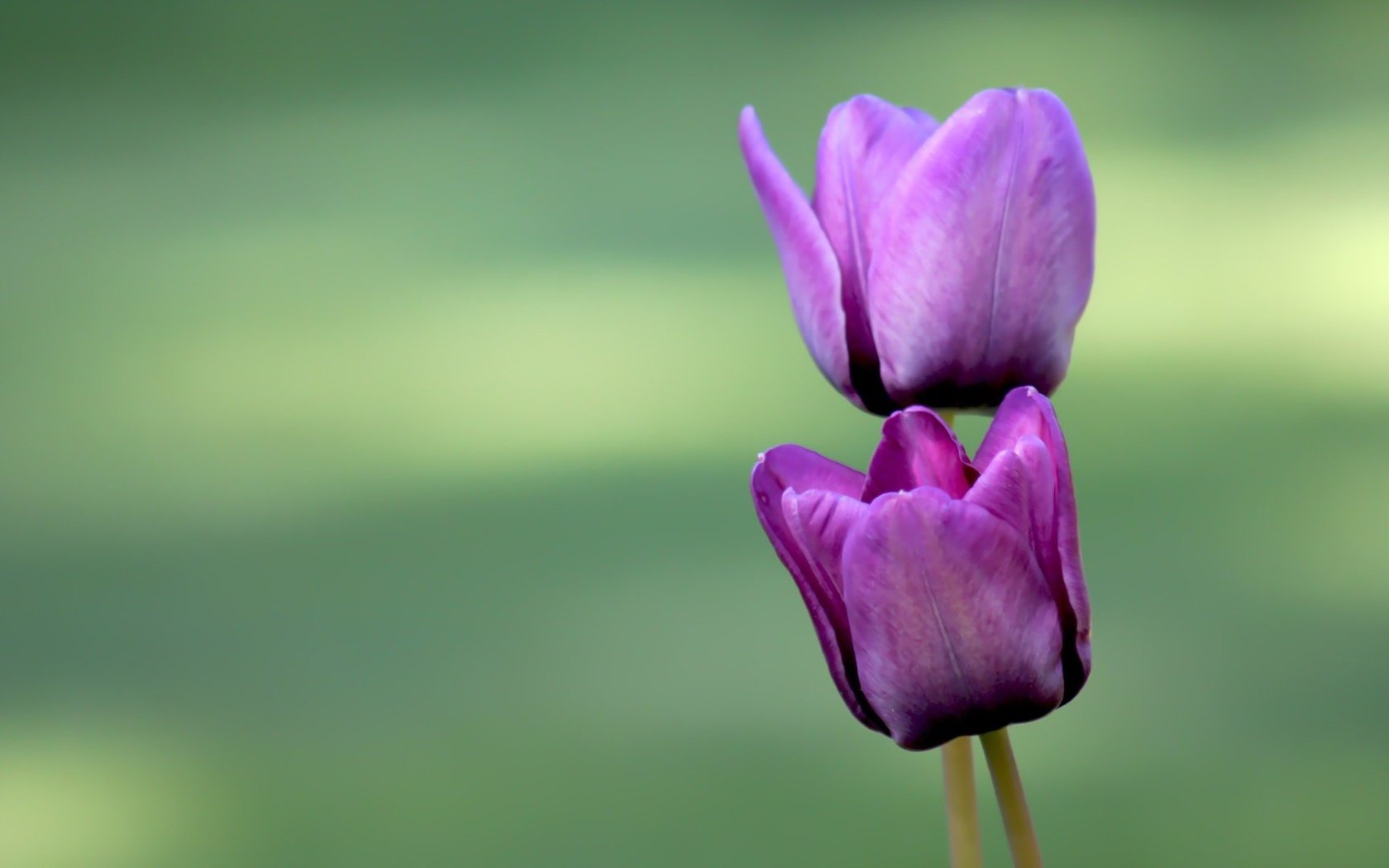 Обои цветы, бутоны, лепестки, тюльпаны, фиолетовые, flowers, buds, petals, tulips, purple разрешение 1920x1080 Загрузить