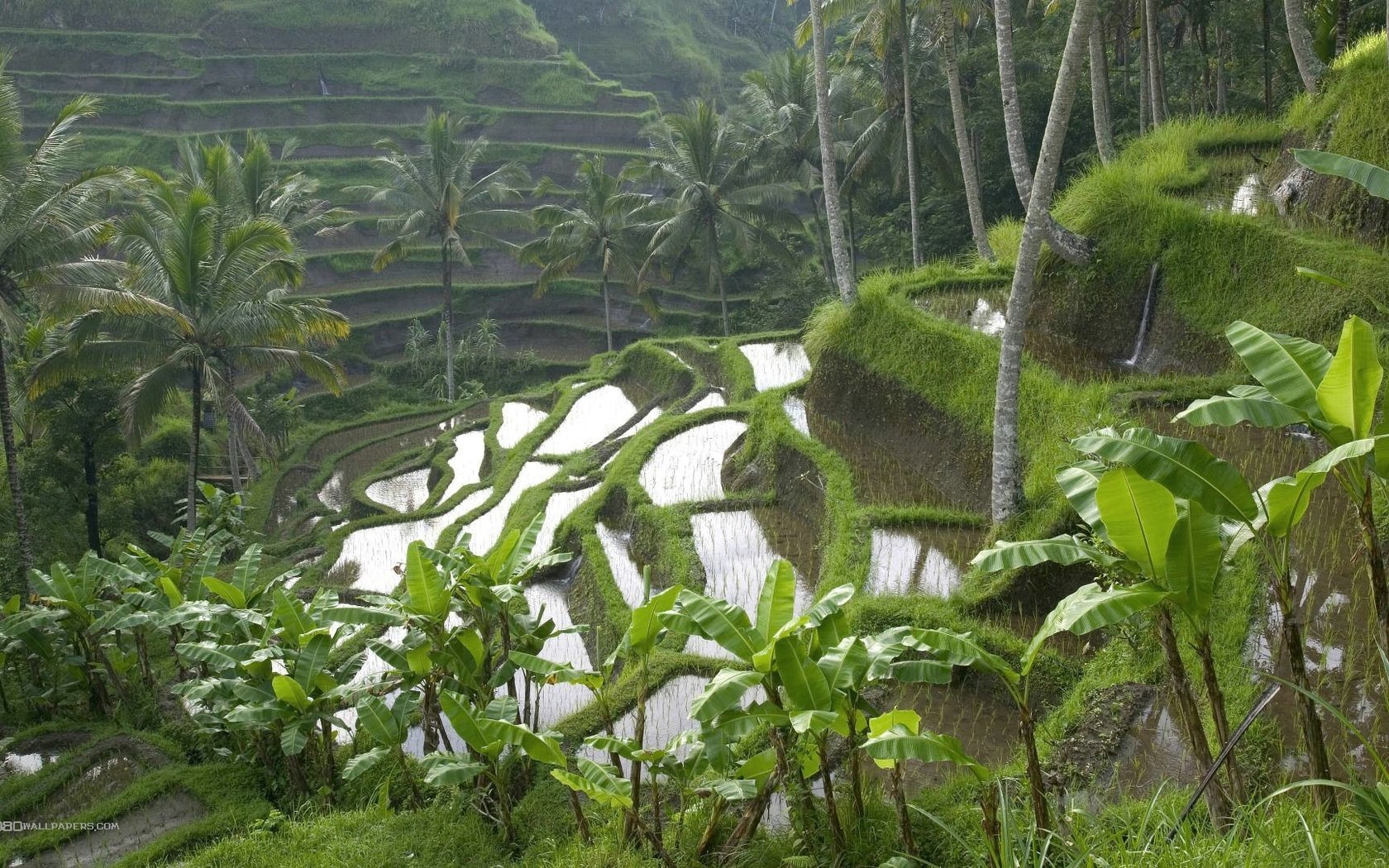 Обои пейзаж, пальмы, индонезия, бали, рисовые террасы, landscape, palm trees, indonesia, bali, rice terraces разрешение 1920x1080 Загрузить