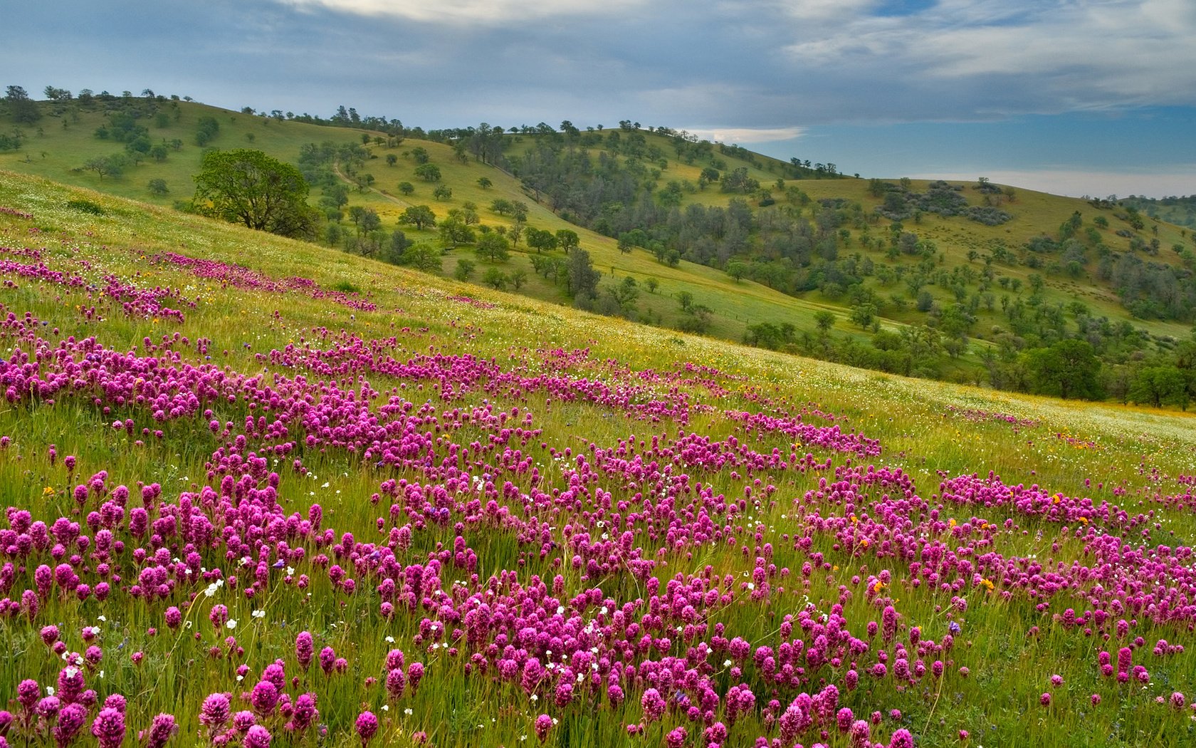 Обои холмы, простор, фиолетовый луг, hills, space, violet meadow разрешение 1920x1080 Загрузить