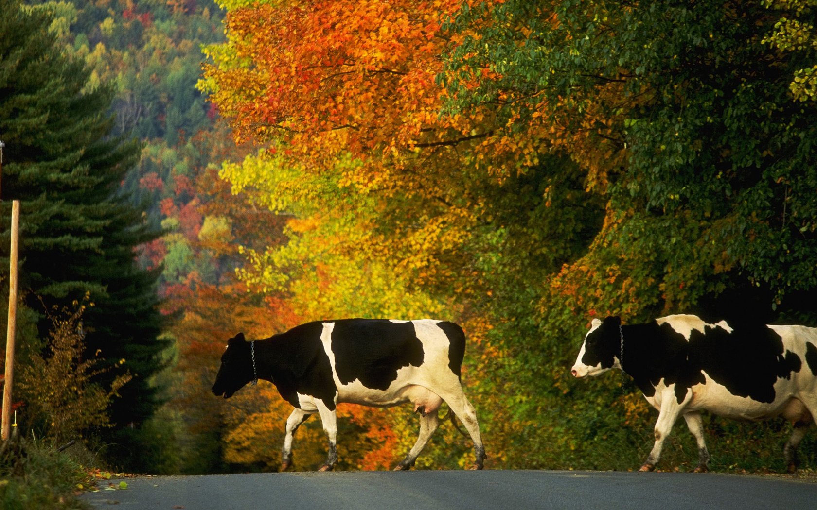 Обои дорога, деревья, осень, коровы, домашний скот, road, trees, autumn, cows, livestock разрешение 1920x1080 Загрузить