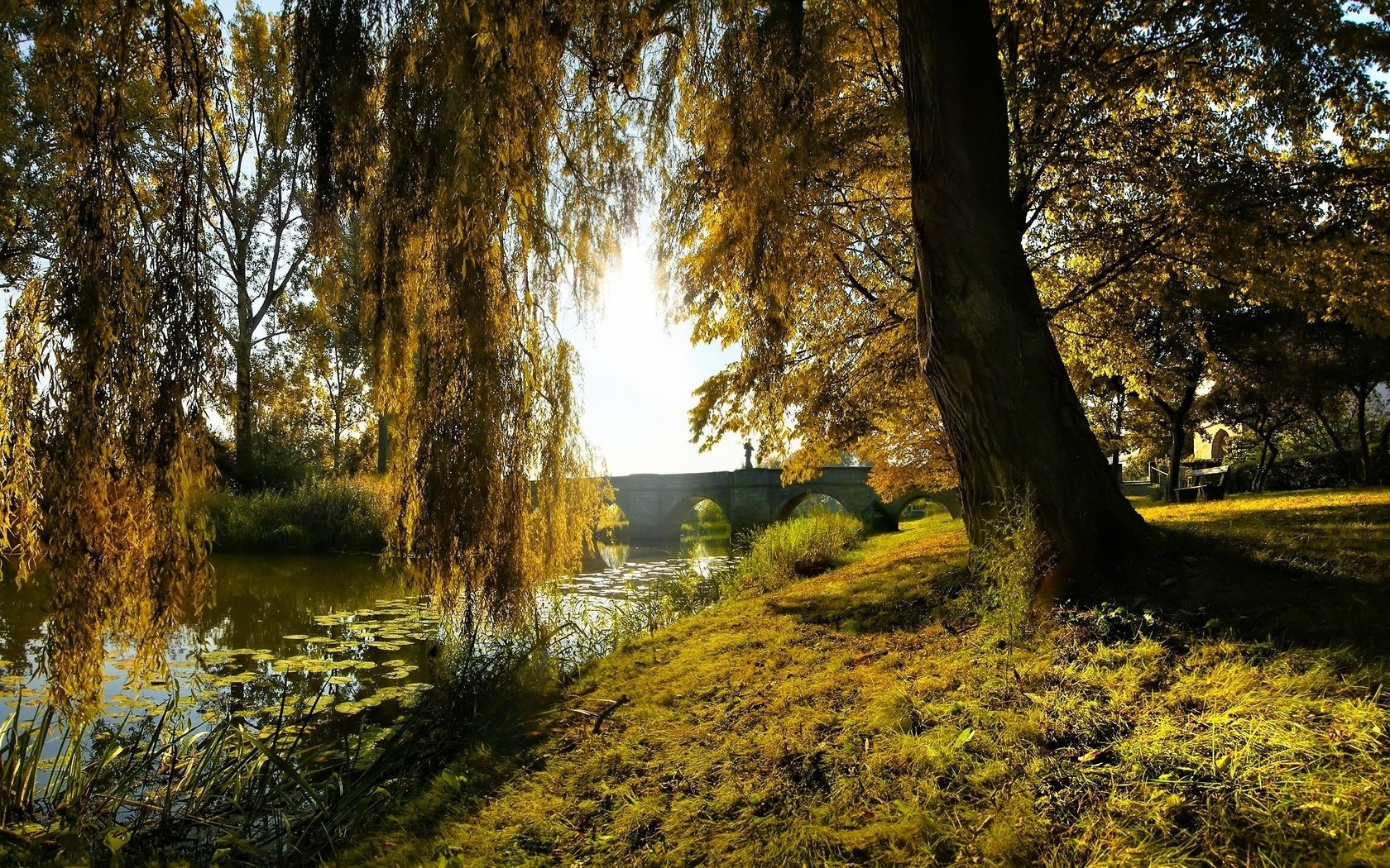 Обои лилии, трава, дерево, зелень, лес, ветки, мост, арки, ствол, lily, grass, tree, greens, forest, branches, bridge, arch, trunk разрешение 1920x1200 Загрузить