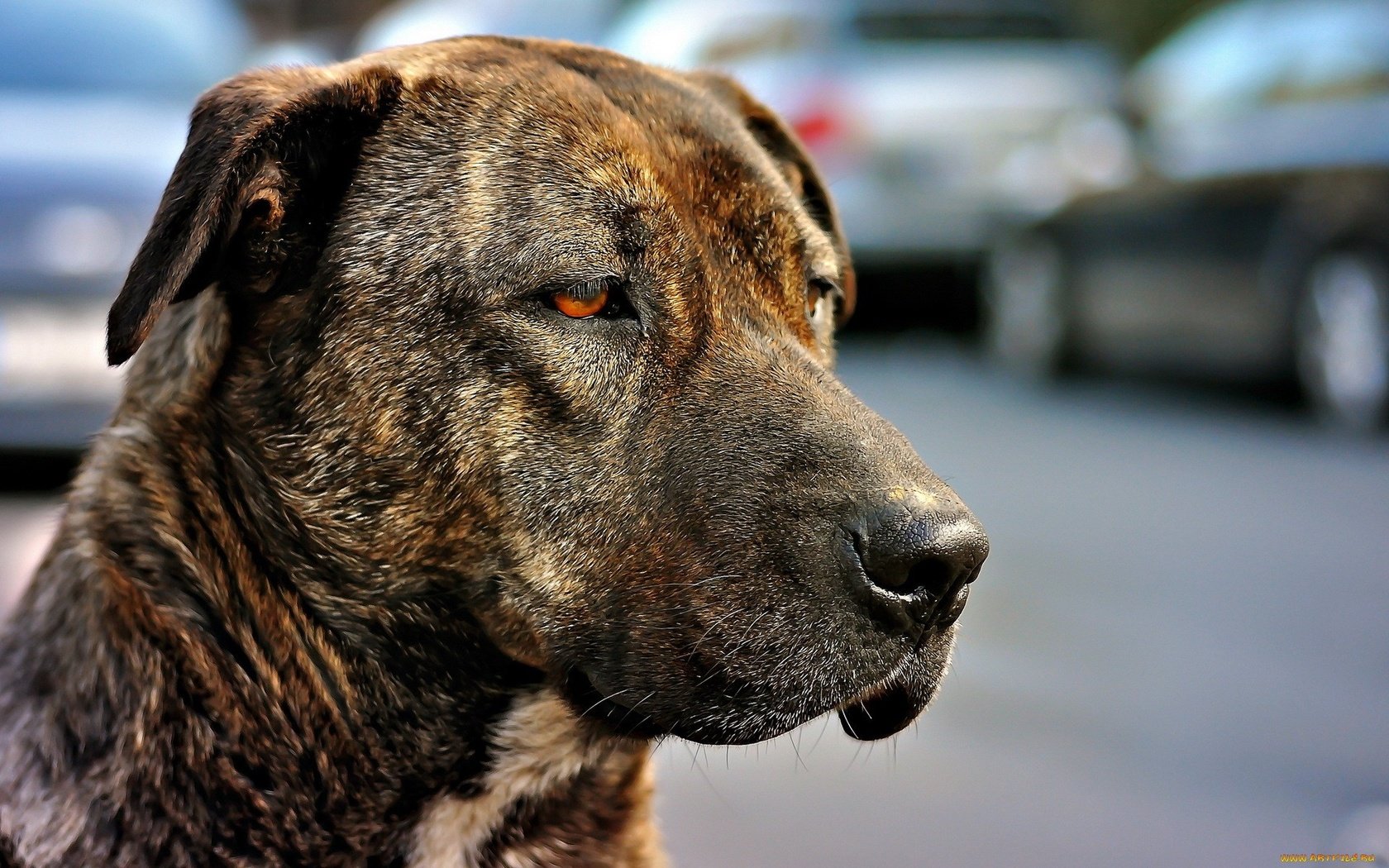 Обои морда, грусть, взгляд, собака, пес, окрас, красные глаза, амстафф, face, sadness, look, dog, color, red eyes, amstaff разрешение 1920x1200 Загрузить
