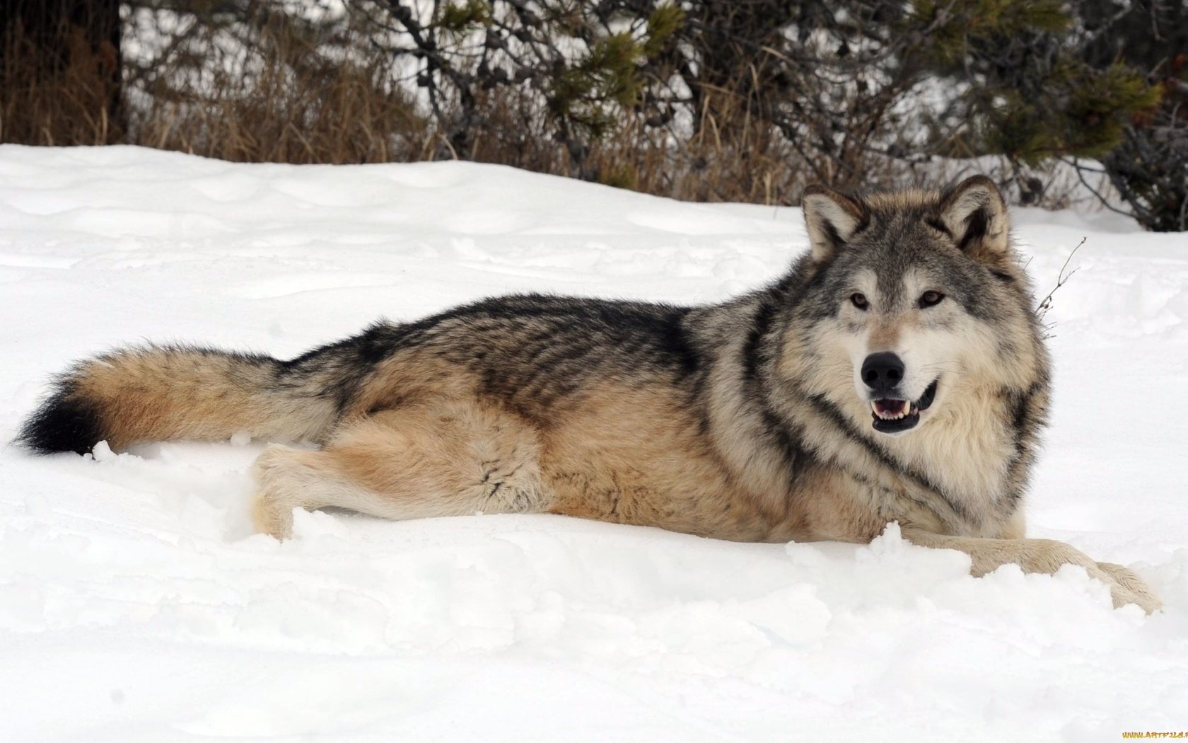 Обои снег, лес, зима, хищник, волк, snow, forest, winter, predator, wolf разрешение 2158x1306 Загрузить