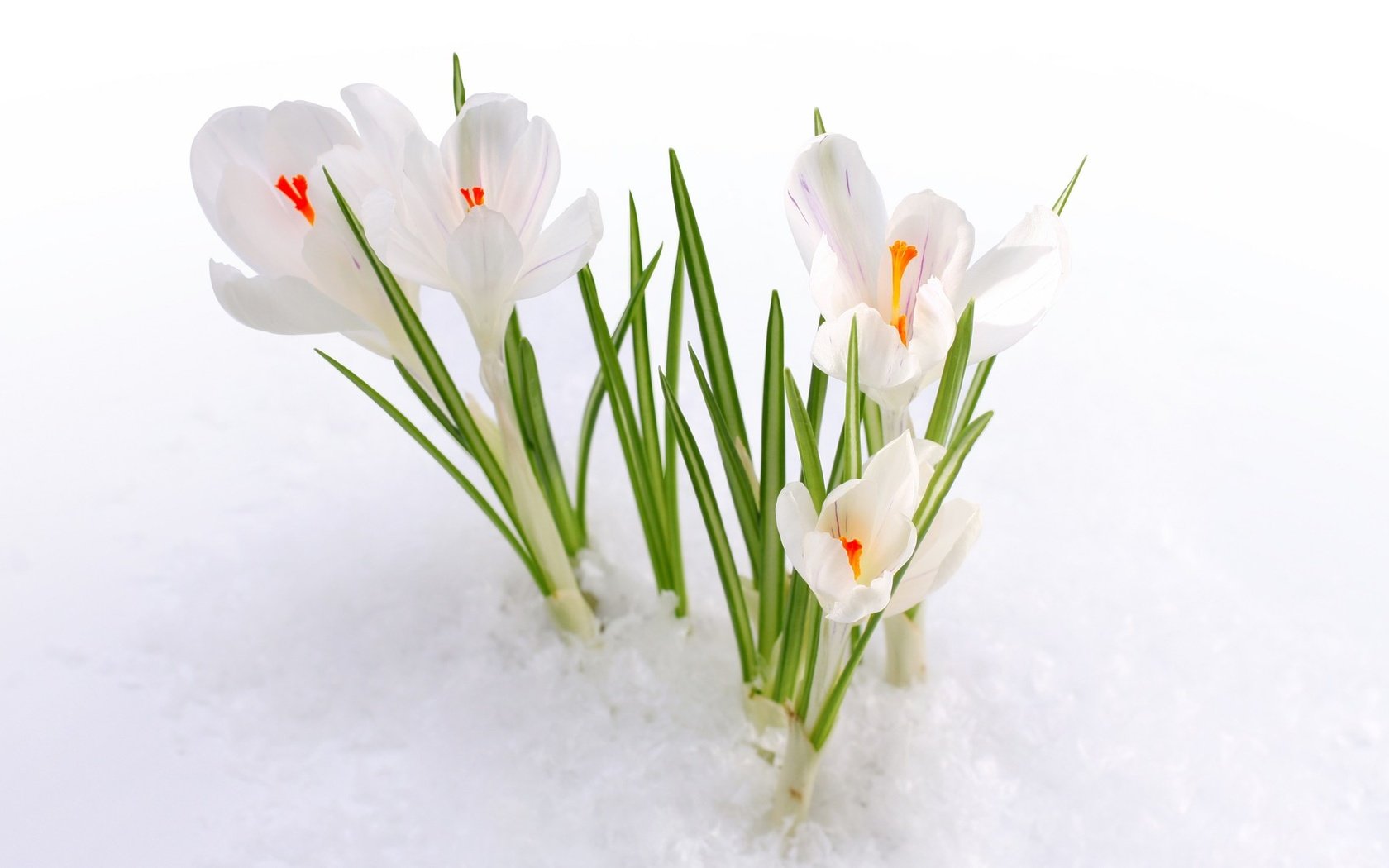 Обои цветы, снег, весна, первоцвет, крокусы, белые подснежники, flowers, sn...