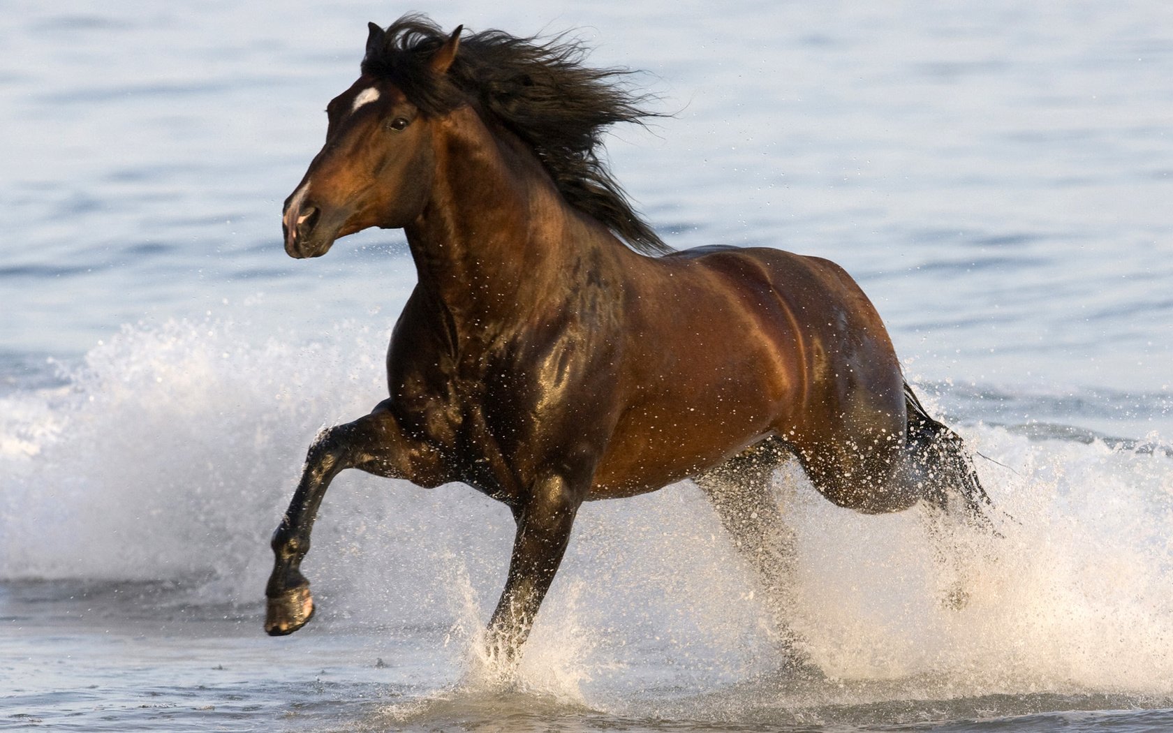 Лошади в воде бесплатно