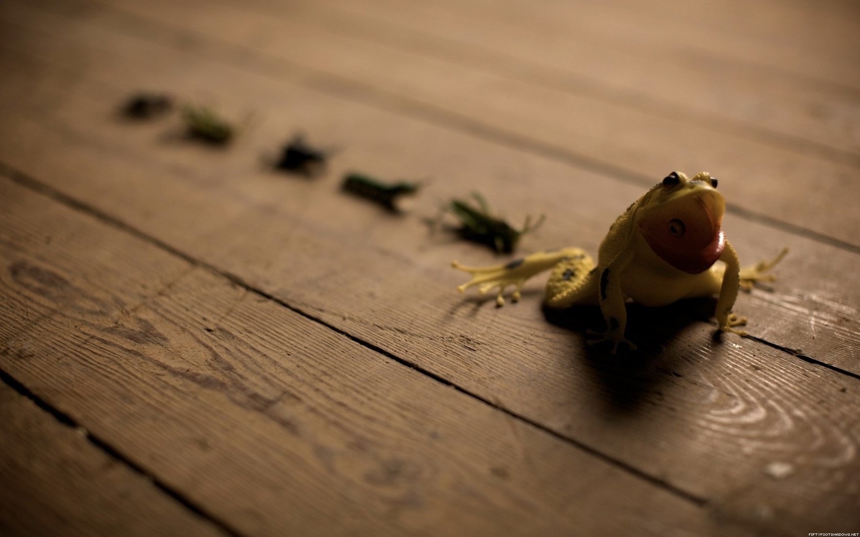 Обои фон, лягушка, пол, лягушонок, кузнечики, background, frog, floor, grasshoppers разрешение 1920x1200 Загрузить